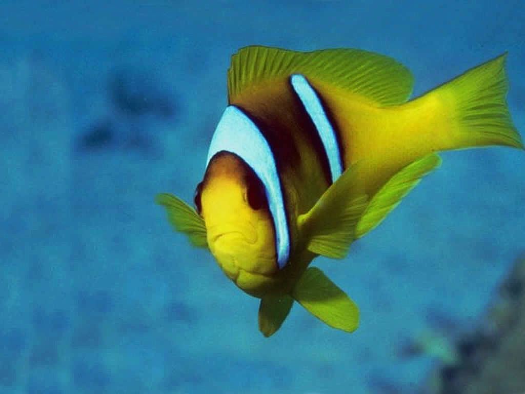 tropical-fish-wallpaper.jpg