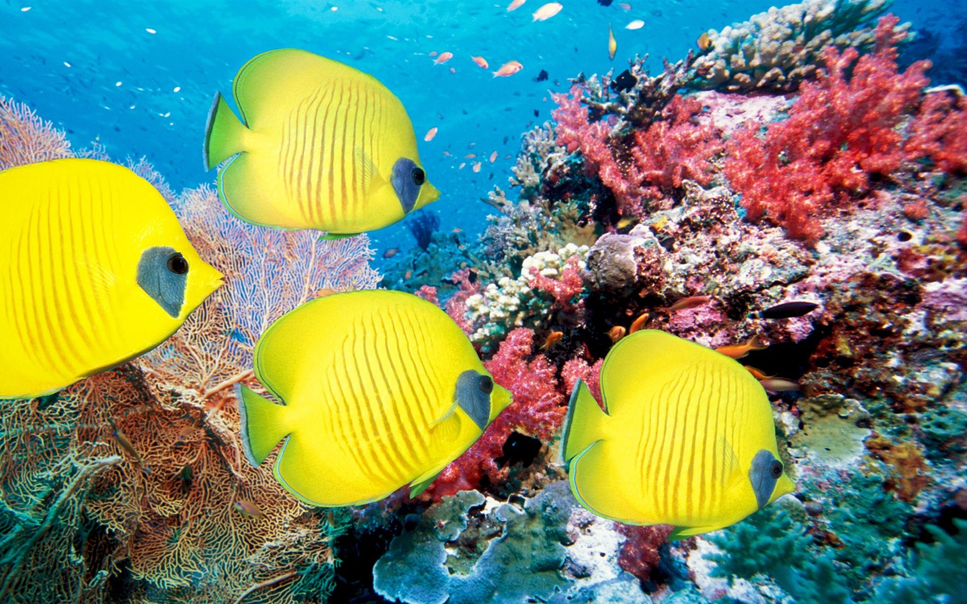 Underwater world of tropical fish and corals Wallpaper | 1920x1200 ...