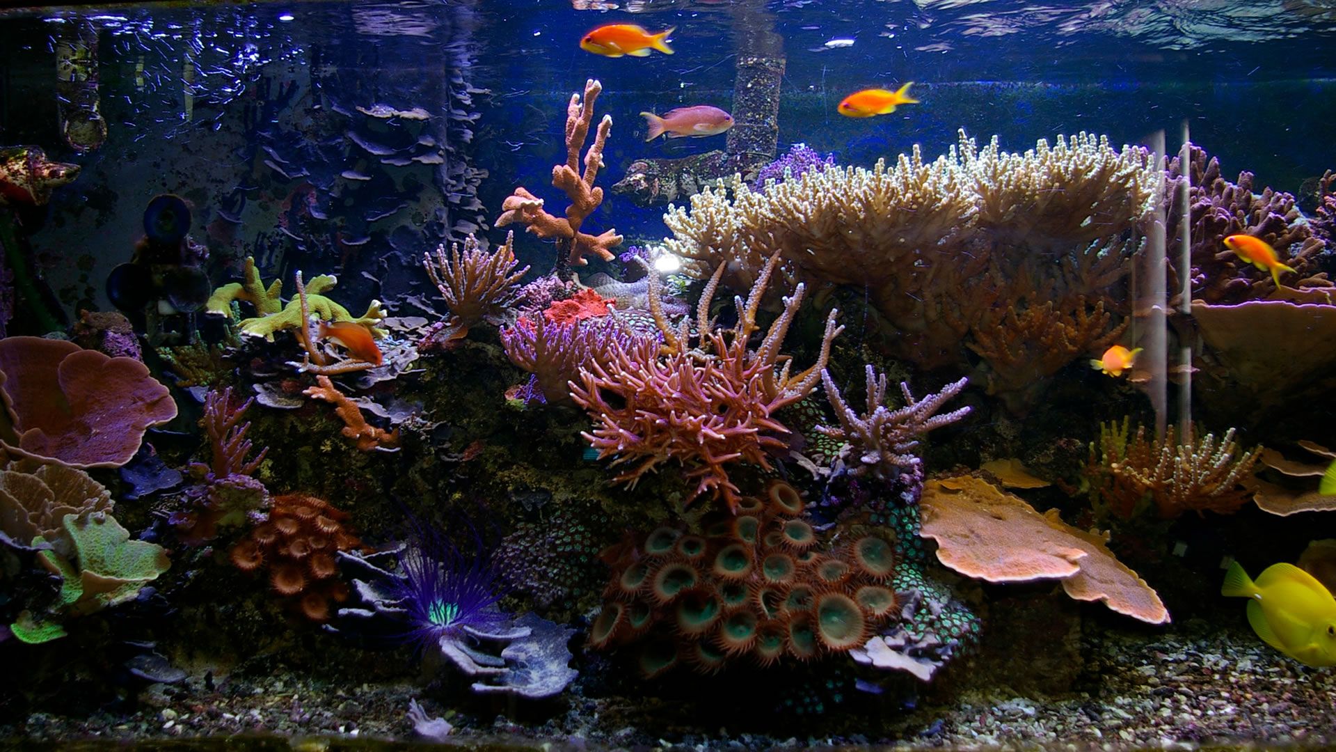 Tropical fish tank wallpaper Glass Fish Tanks