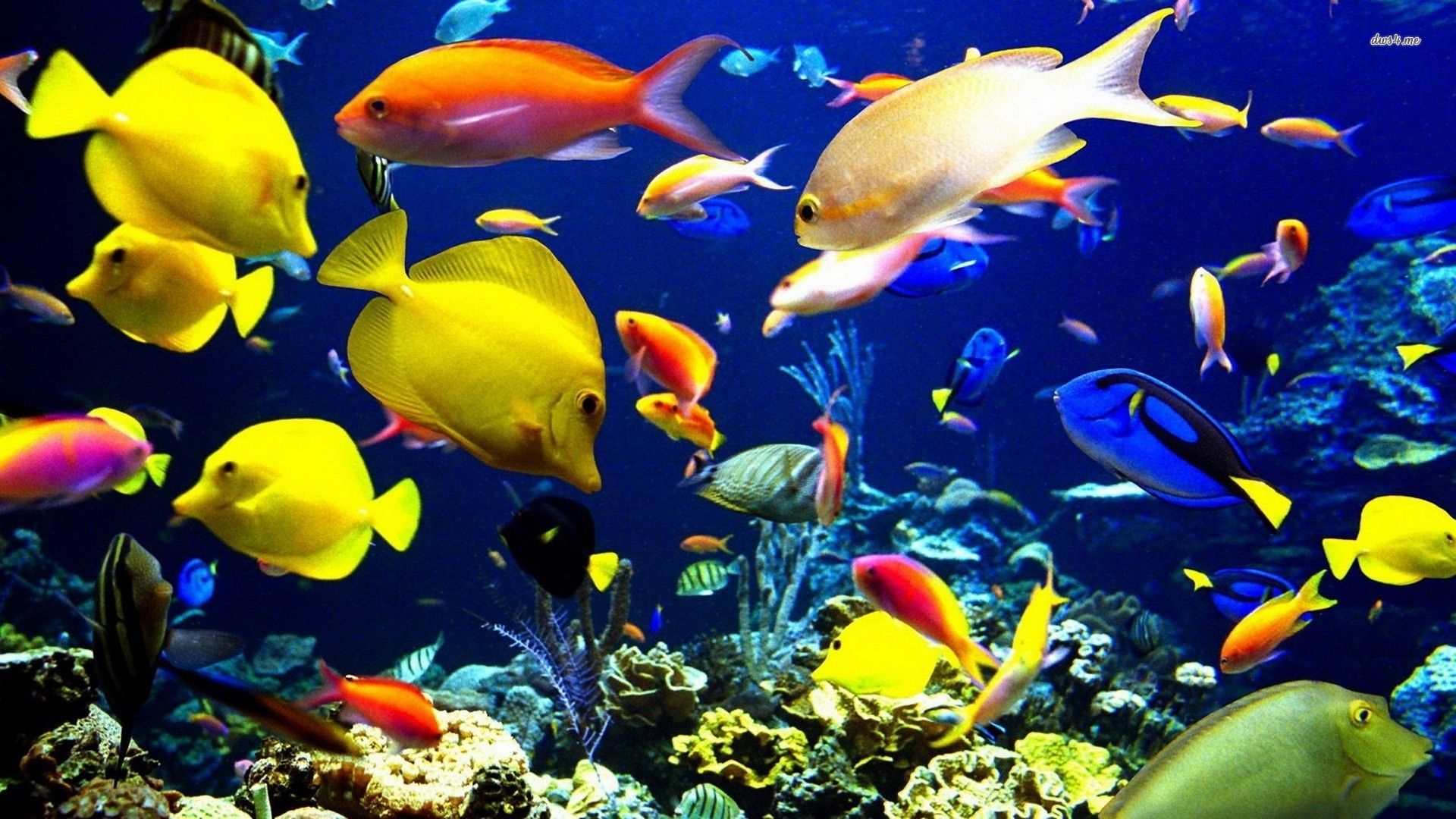 Tropical fish digital art wallpaper