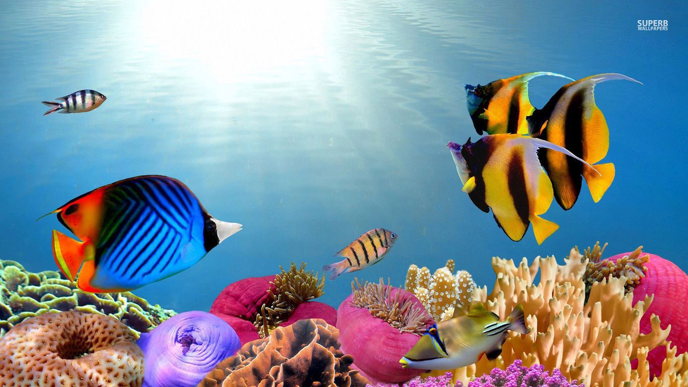 Tropical fish wallpaper - Animal wallpapers -