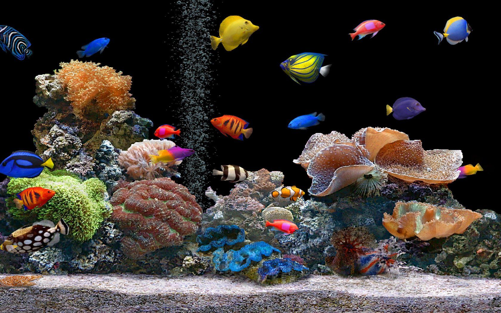 Pic google images tropical fish