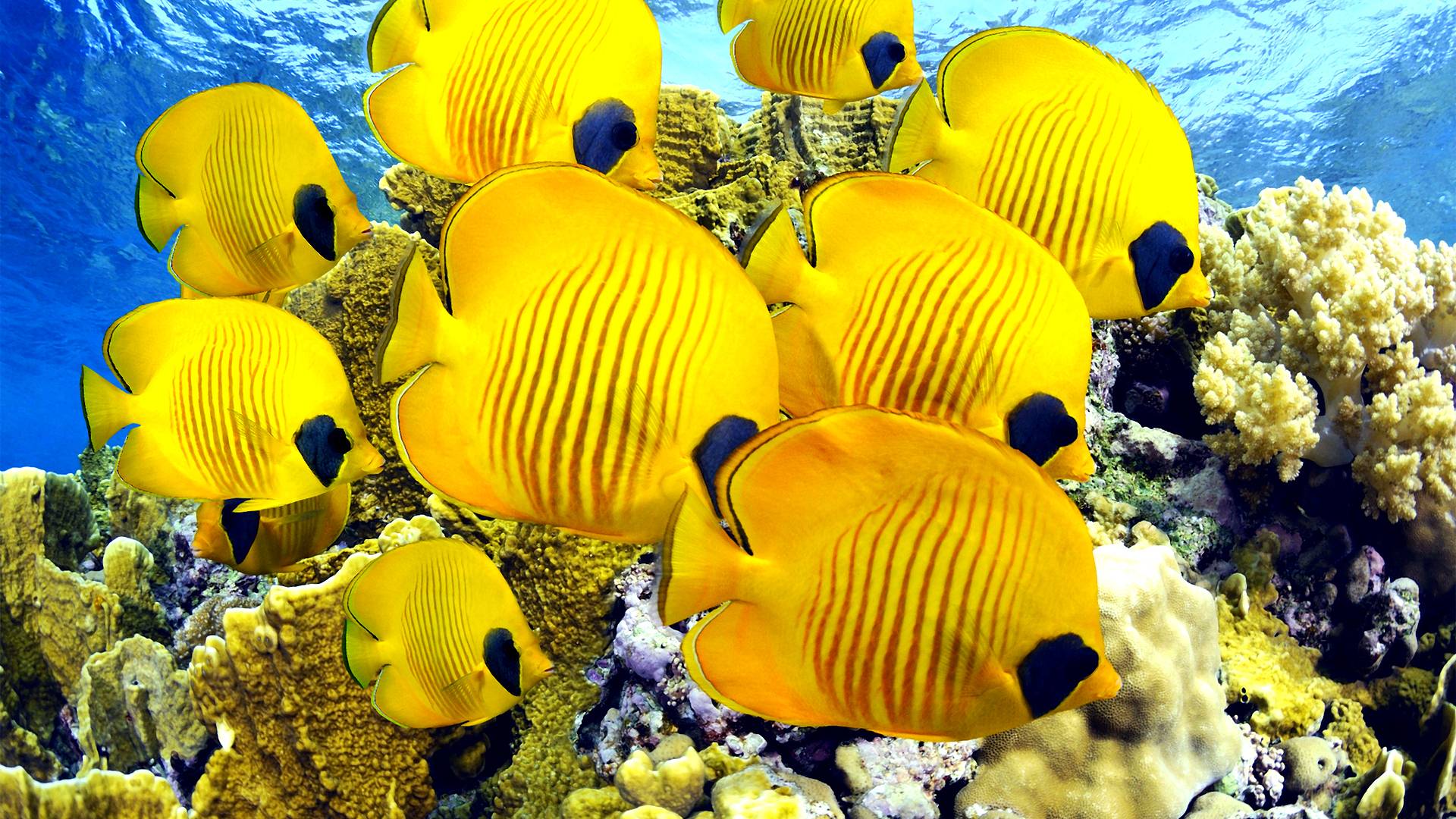Butterflyfish/Butterfly Fish (Chaetodon auripes) - Tropical Fish ...