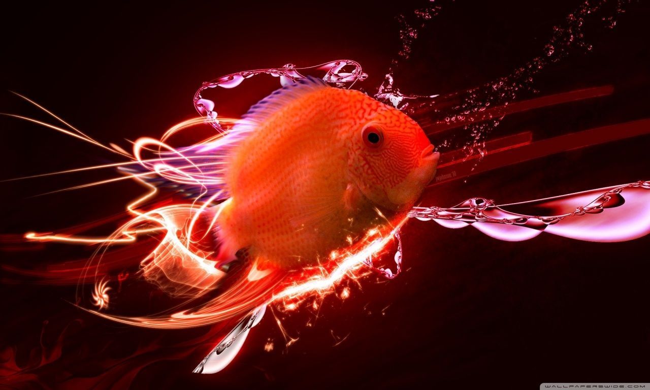 Tropical Fish HD desktop wallpaper Widescreen High Definition
