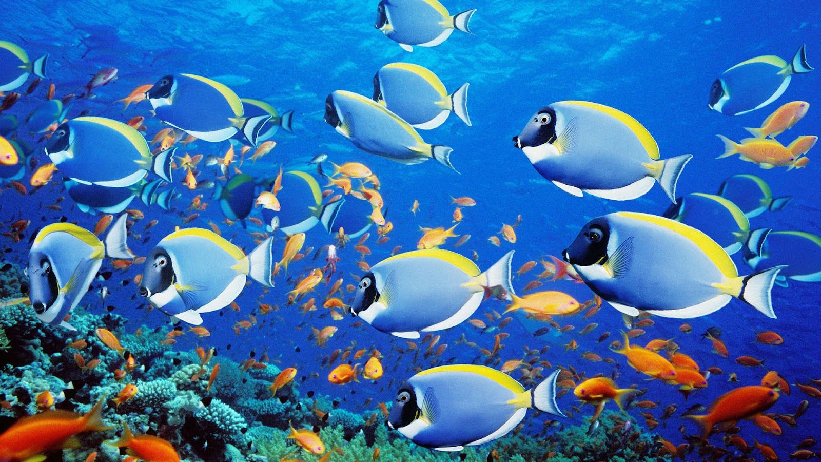 Group of tropical blue fish wallpaper | HD Animals Wallpapers