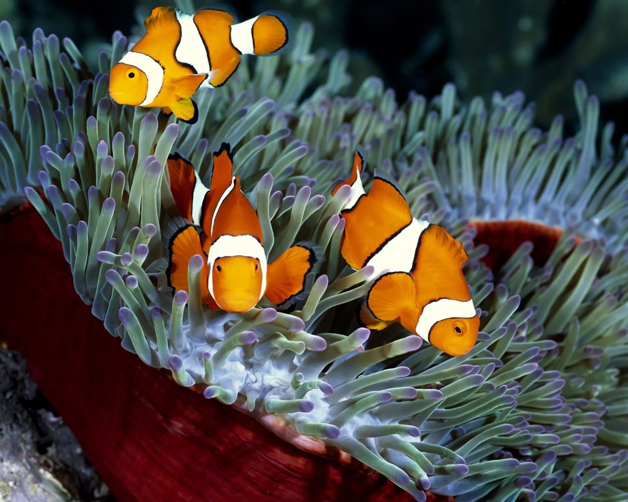 Three orange tropical fish and coral Wallpaper | 1280x1024 ...