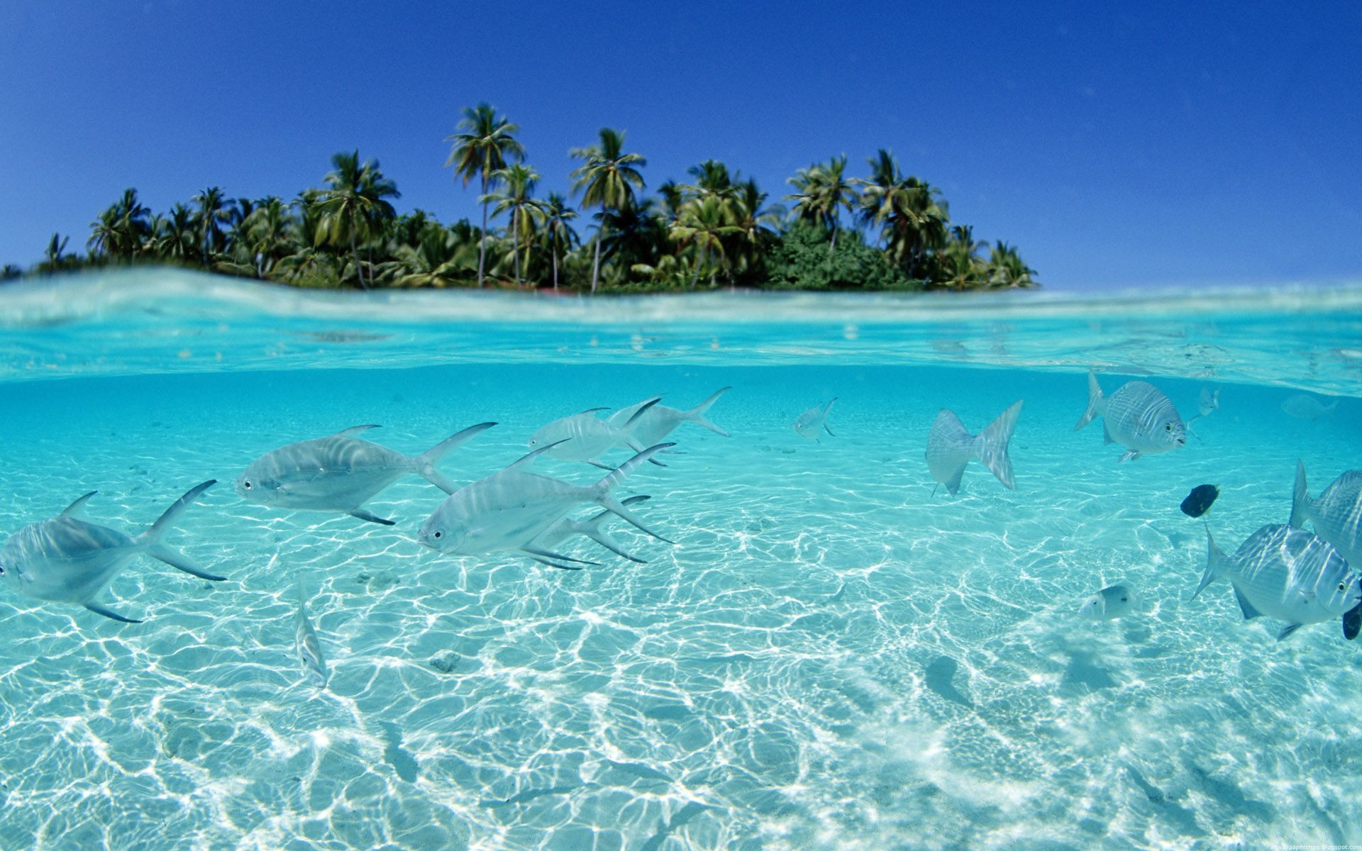 Tropical Island And Tropical Fish Wallpaper | 1920x1200 | ID:23479