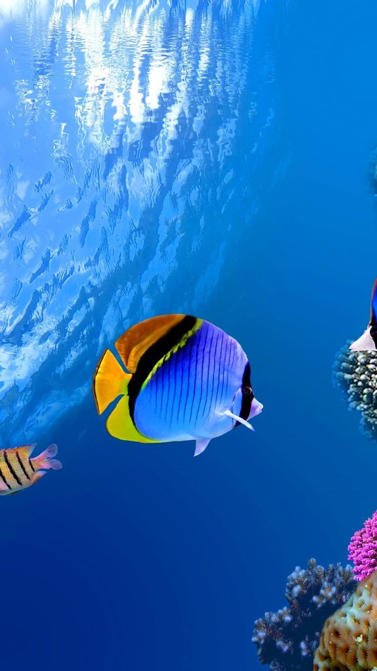 Underwater. Paradise iPhone Wallpapers - mobile9 #underwater #fish ...