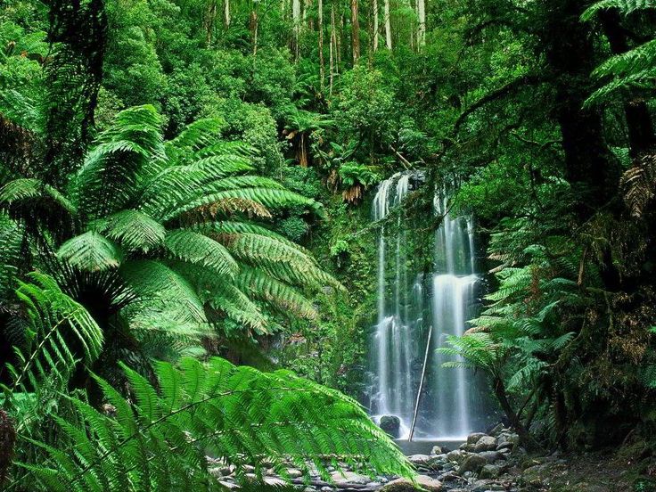 Tropical Forest Wallpaper - http://www.0wallpapers.com/2939 ...