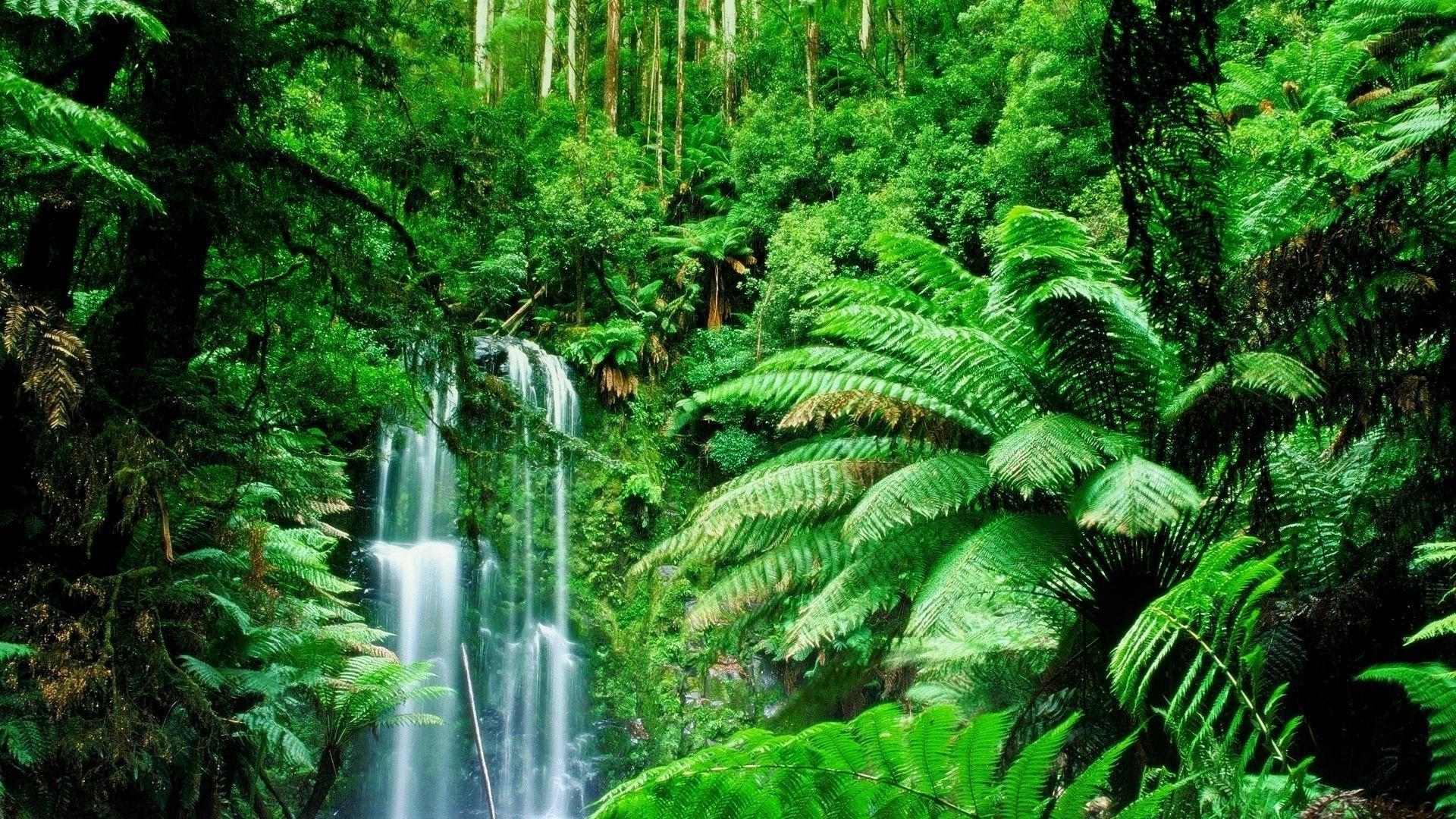 Rainforest Scene Of Forest With Lot Of Greenary HD Desktop Wallpaper
