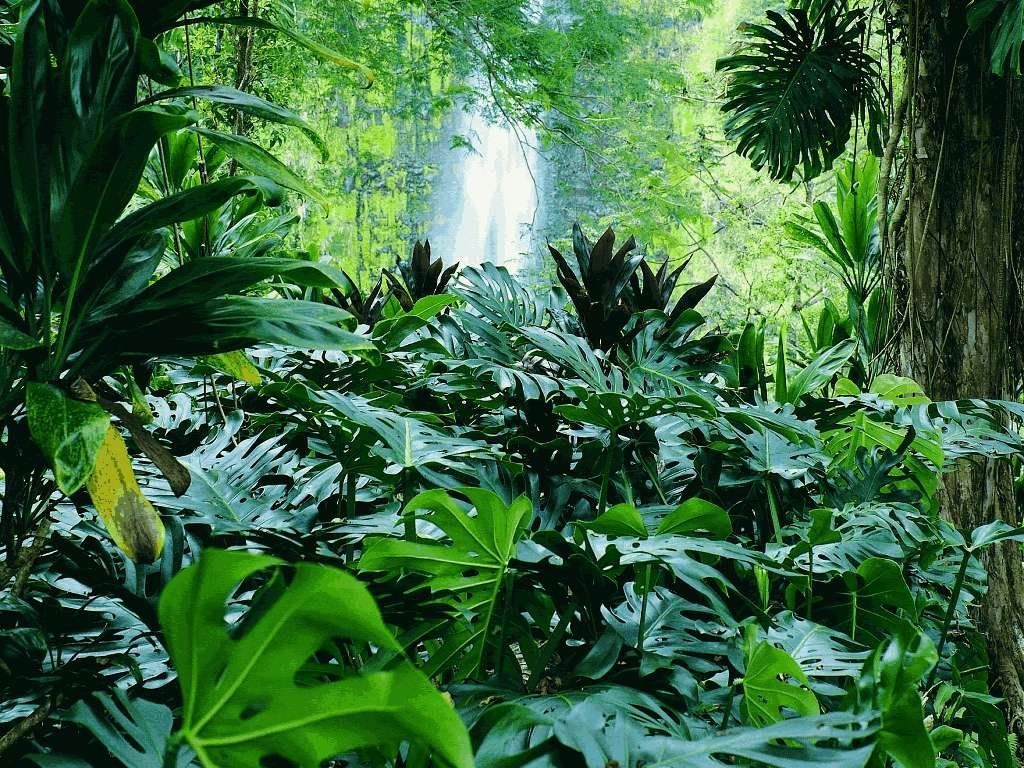 Tropical Forest Wallpapers - Wallpaper Cave