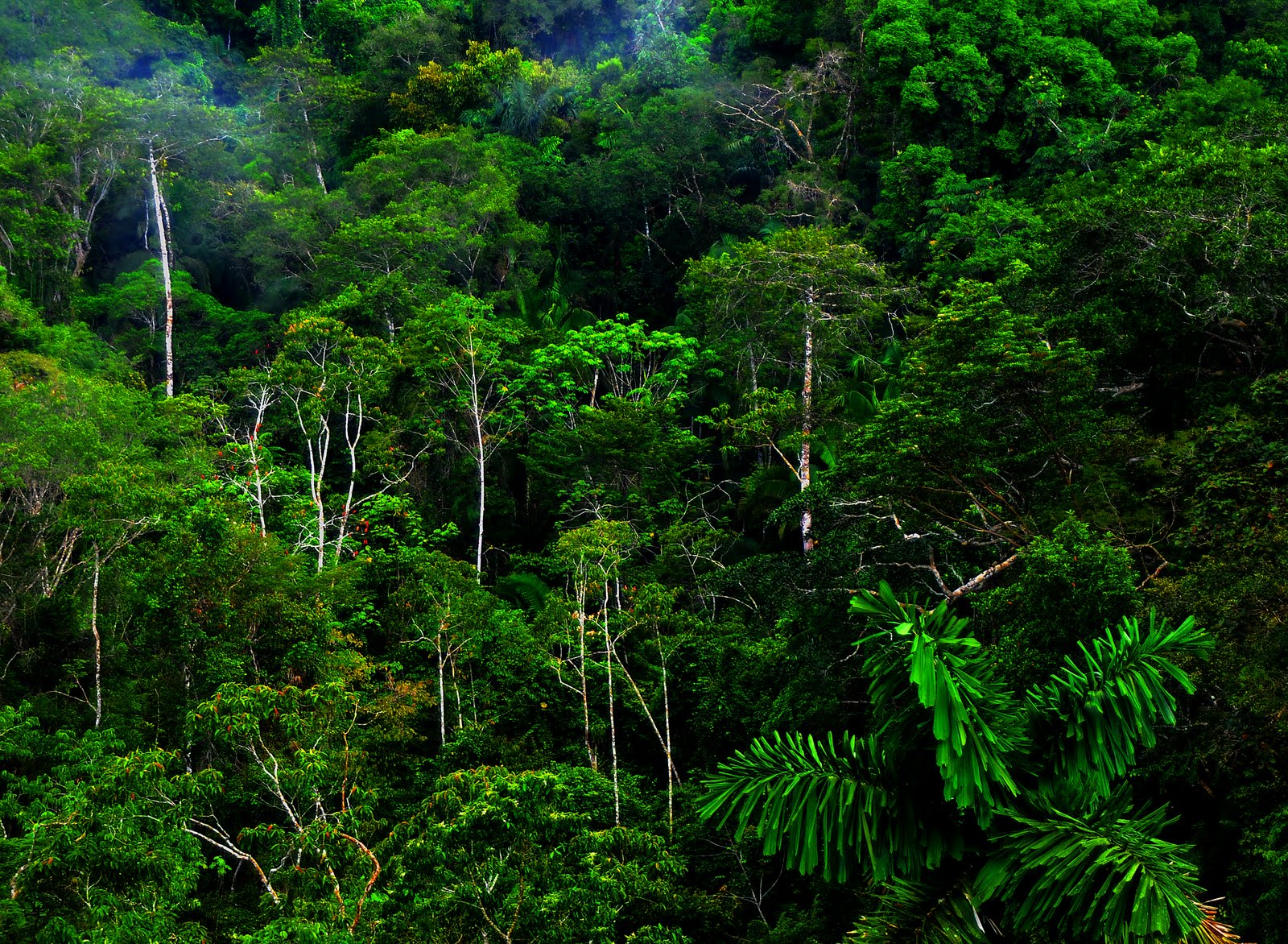 Jungle Tree Tropical Rainforests High Definition Wallpaper HD
