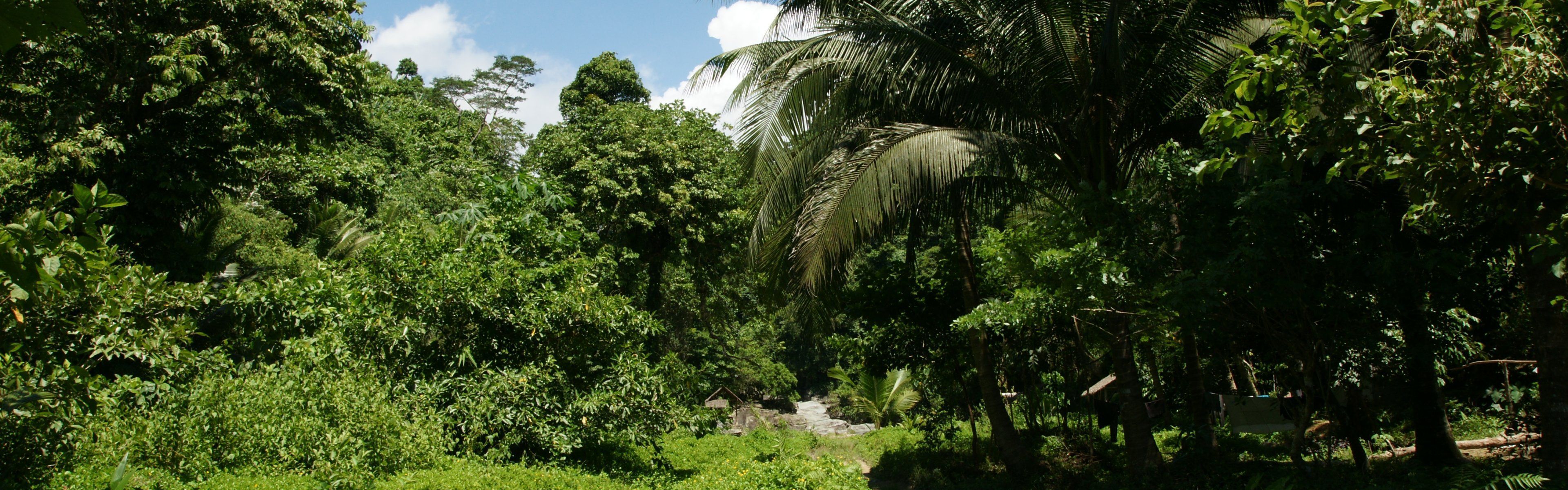 Dual monitor background: Tropical nature, river, jungle vegetation