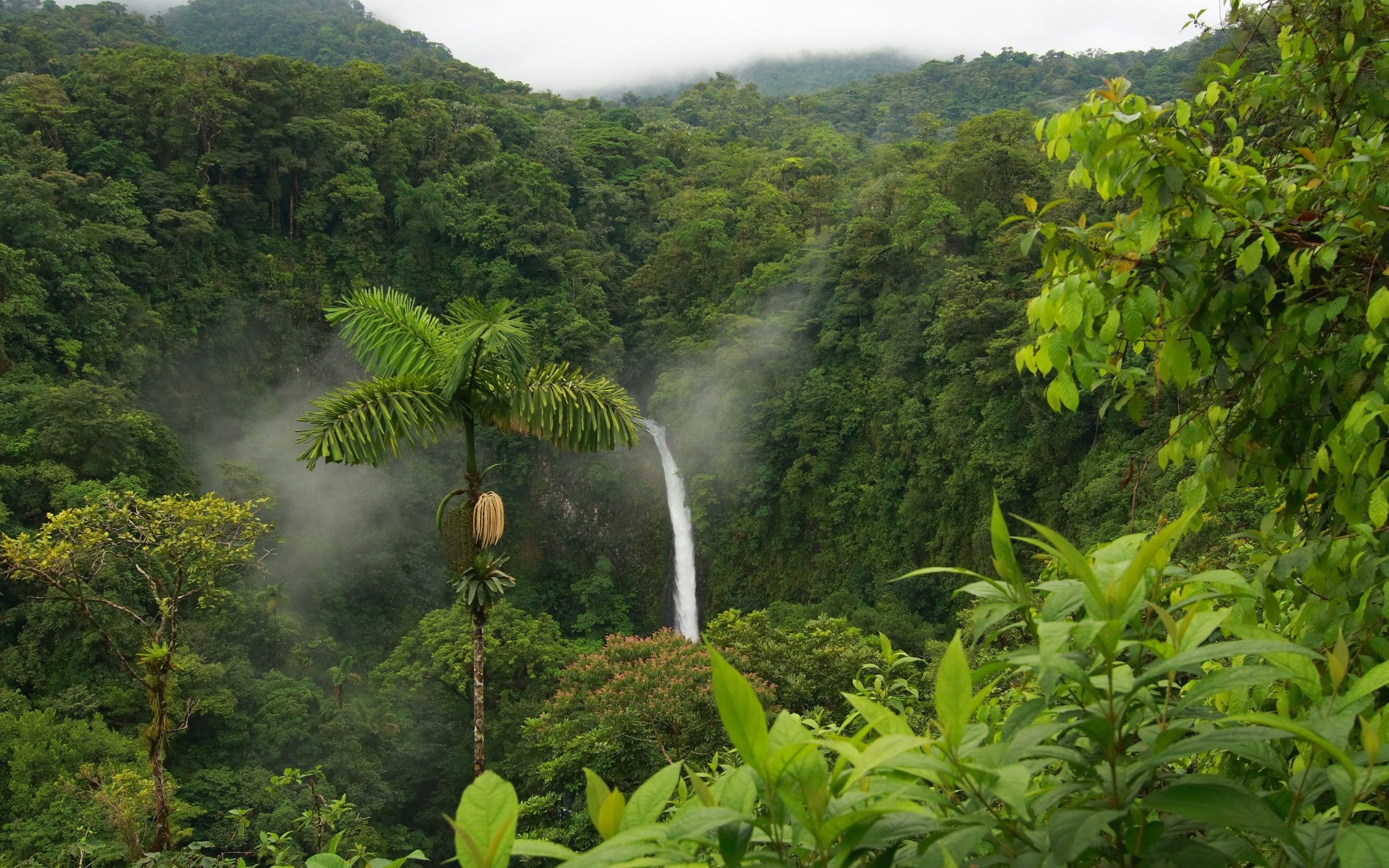 Tropical Rainforest Trees - wallpaper.