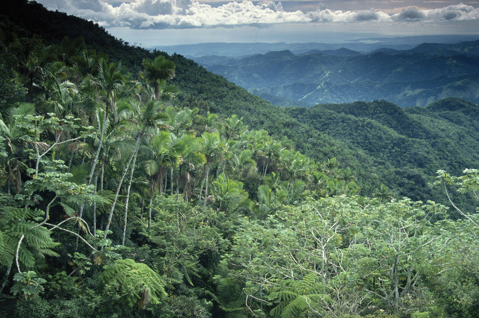 Что такое влажный экваториальный лес. Тропические дождевые леса Африка. Гилея в Африке. Гилея Южной Америки это. Экваториальный лес Южной Америки.