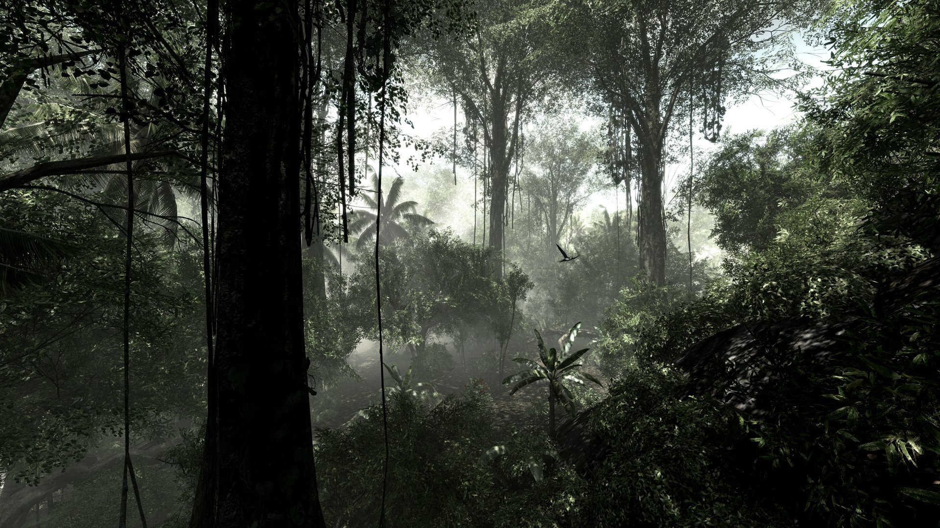 selva bush jungle tropical forest tree creeper plants moisture ...