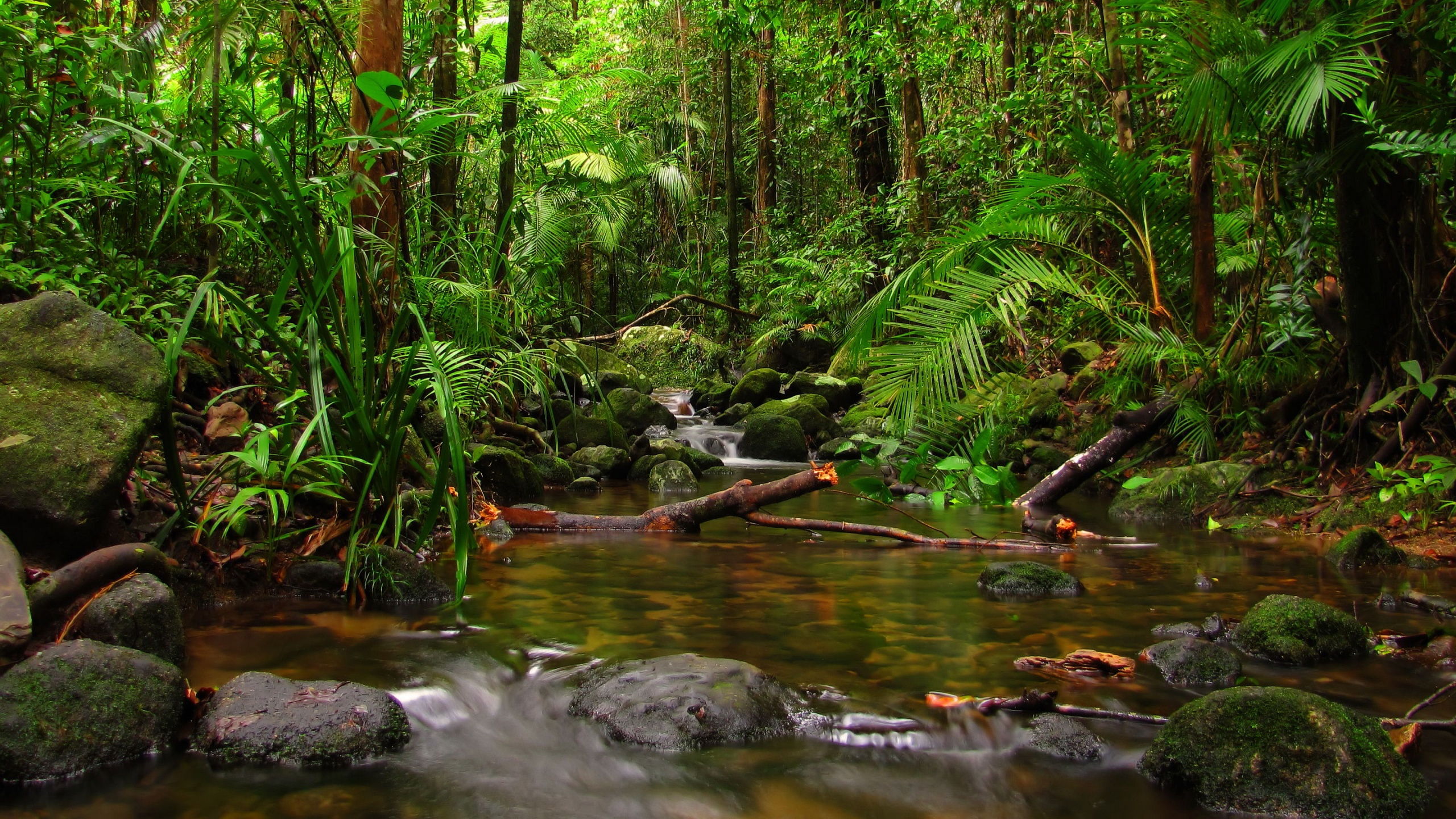 Rainforest-Fall-Widescreen-High-Definition-Wallpaper-HD-Gallery-Pic