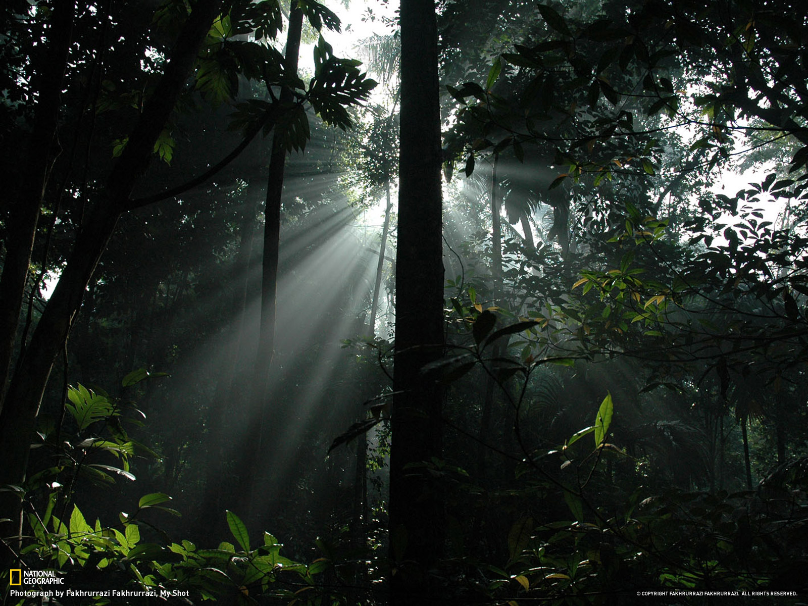 Sunlight in the Rain Forest