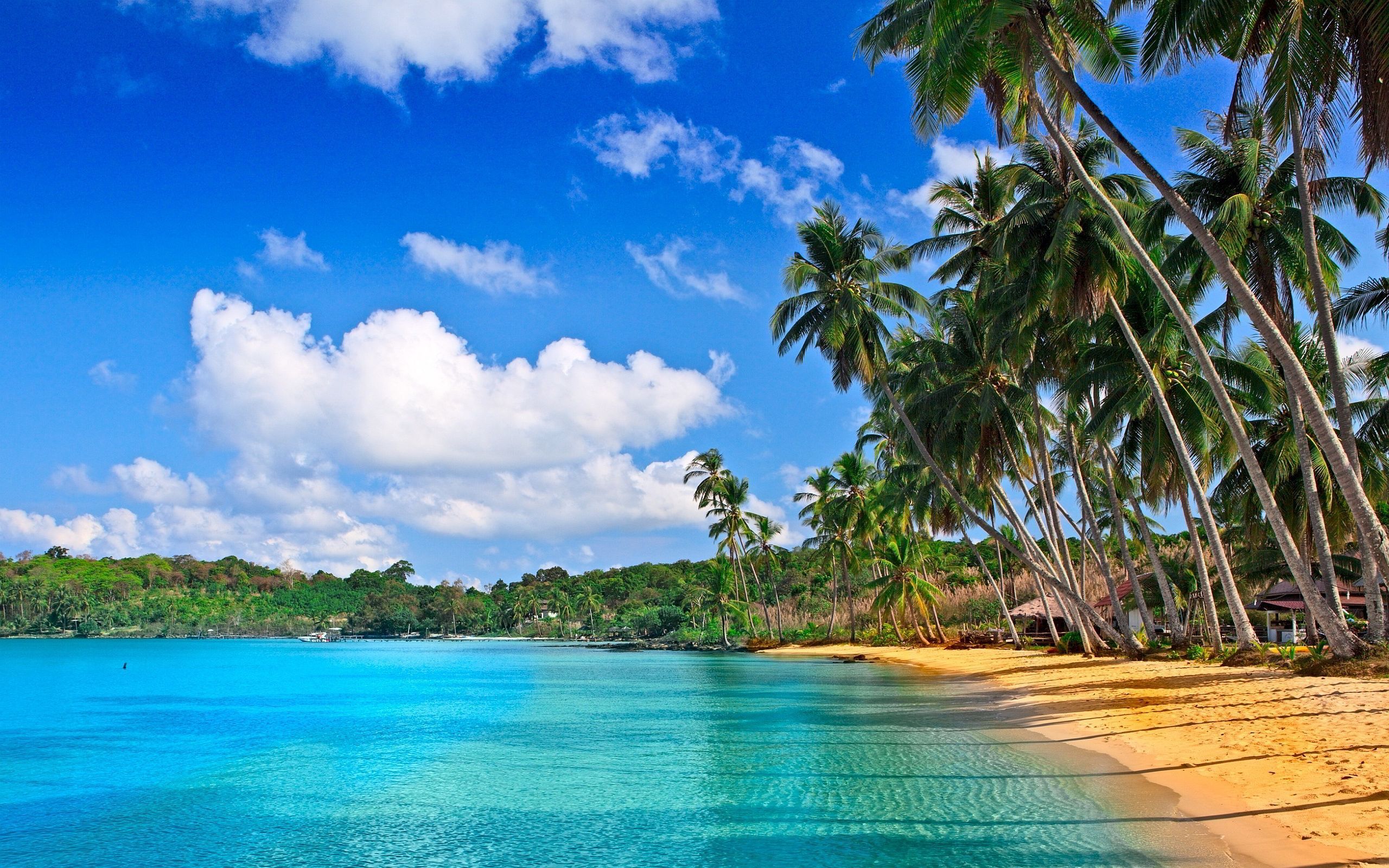 Gallery for - hd tropical wallpaper