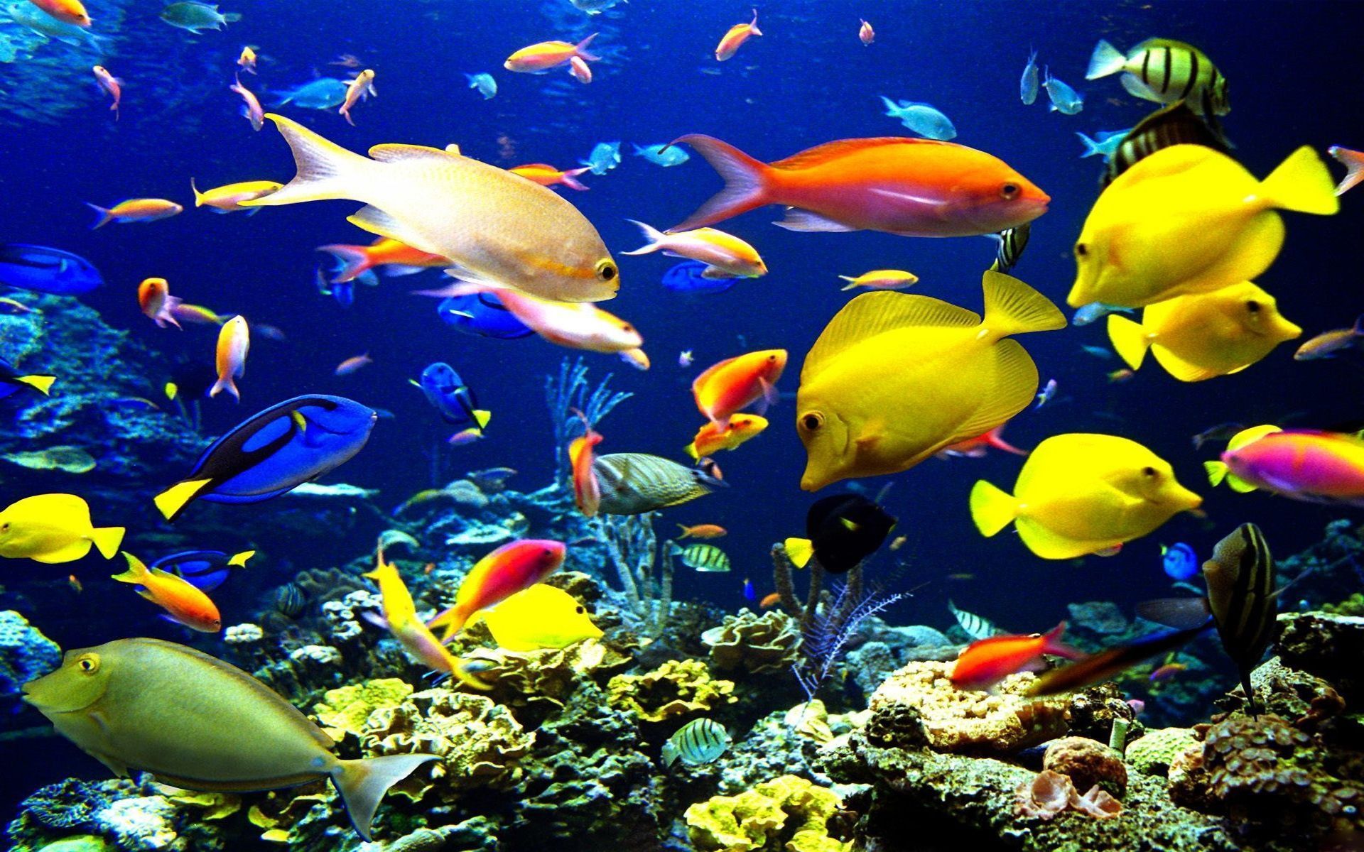 Gallery for - tropical fish wallpaper