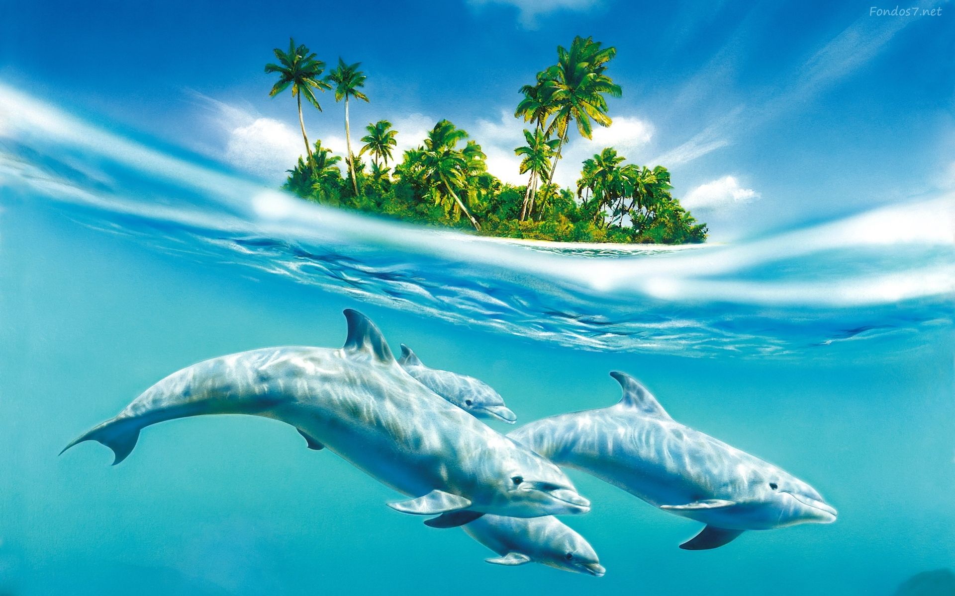 Tropical, delfin, wallpaper, widescreen