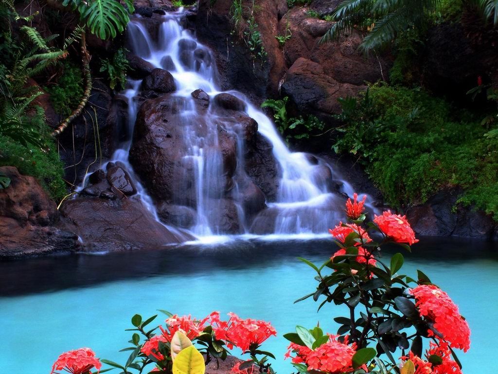 Tropical Wallpapers Free - Wallpaper Cave