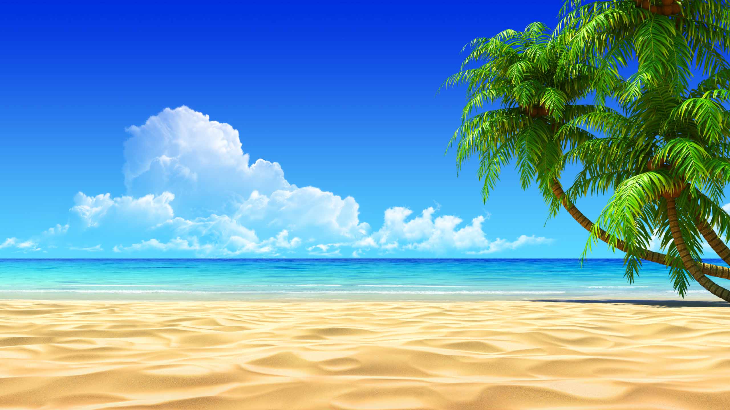 Beach Palm Sea Tropical Awesome - 2560 x 1440 - For Monitors ...