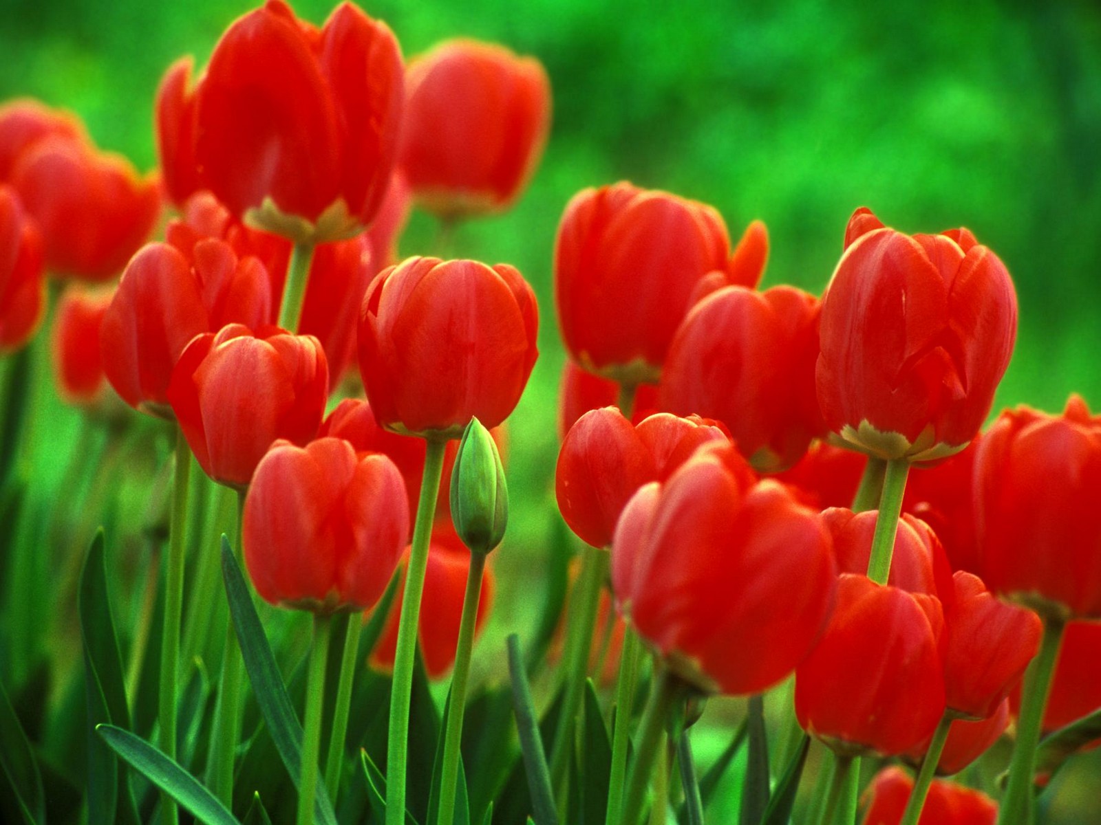Tulip Backgrounds Full HD Pictures