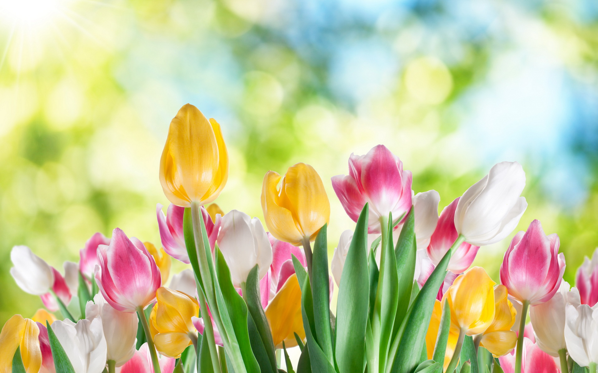 382 Tulip HD Wallpapers | Backgrounds - Wallpaper Abyss - Page 10