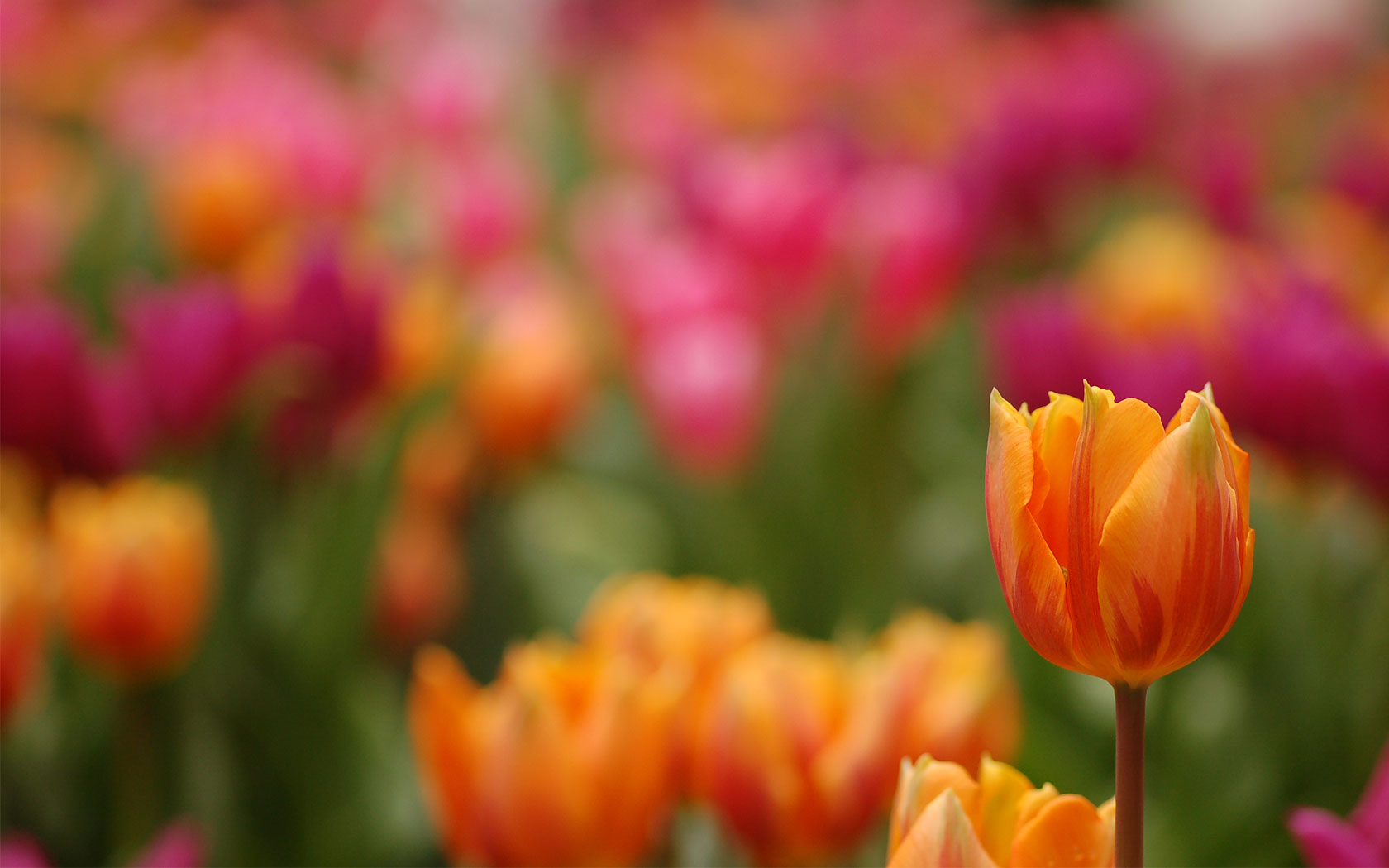 HD Tulip Wallpapers | Full HD Pictures