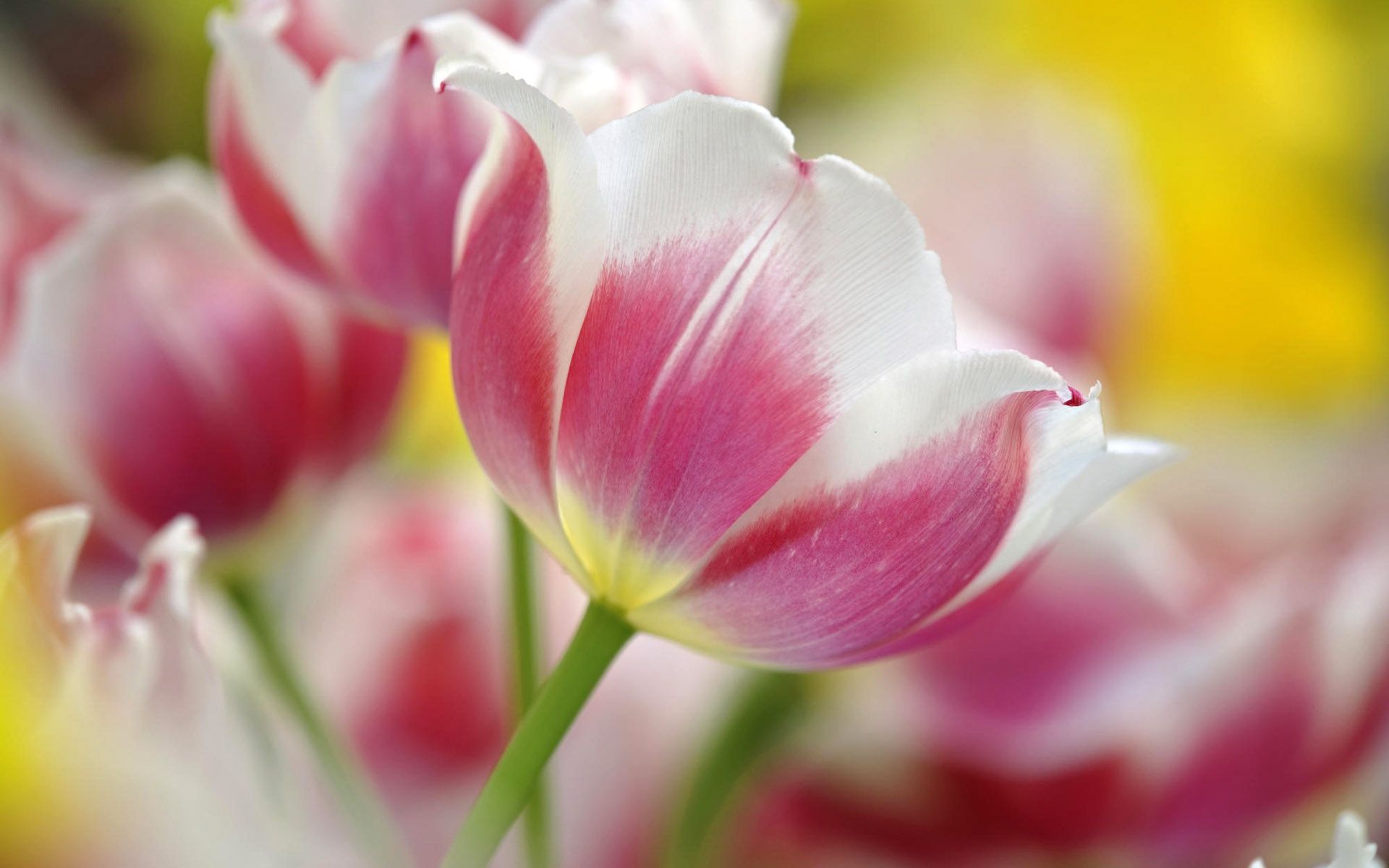 Tulip Wallpapers, Tulip Backgrounds, Tulip Free HD Backgrounds