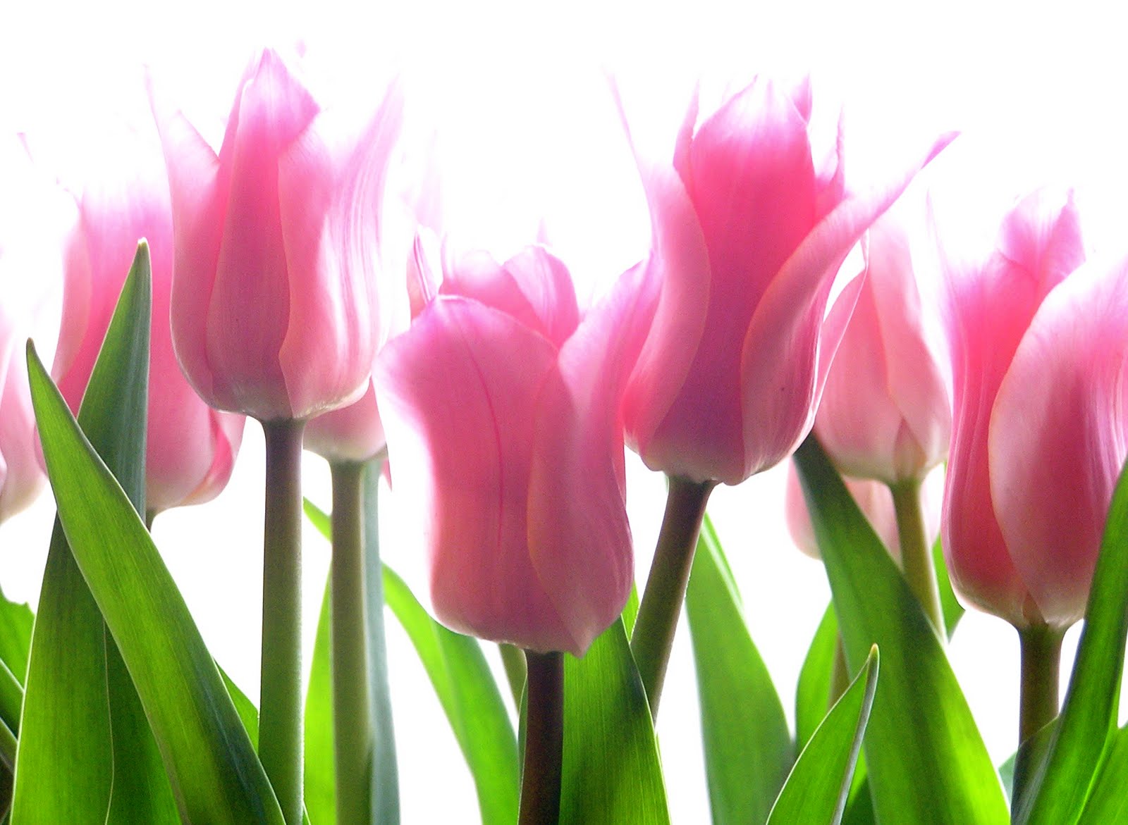 Top Flowers Desktop Backgrounds Pink Tulips 4K Ultra HD