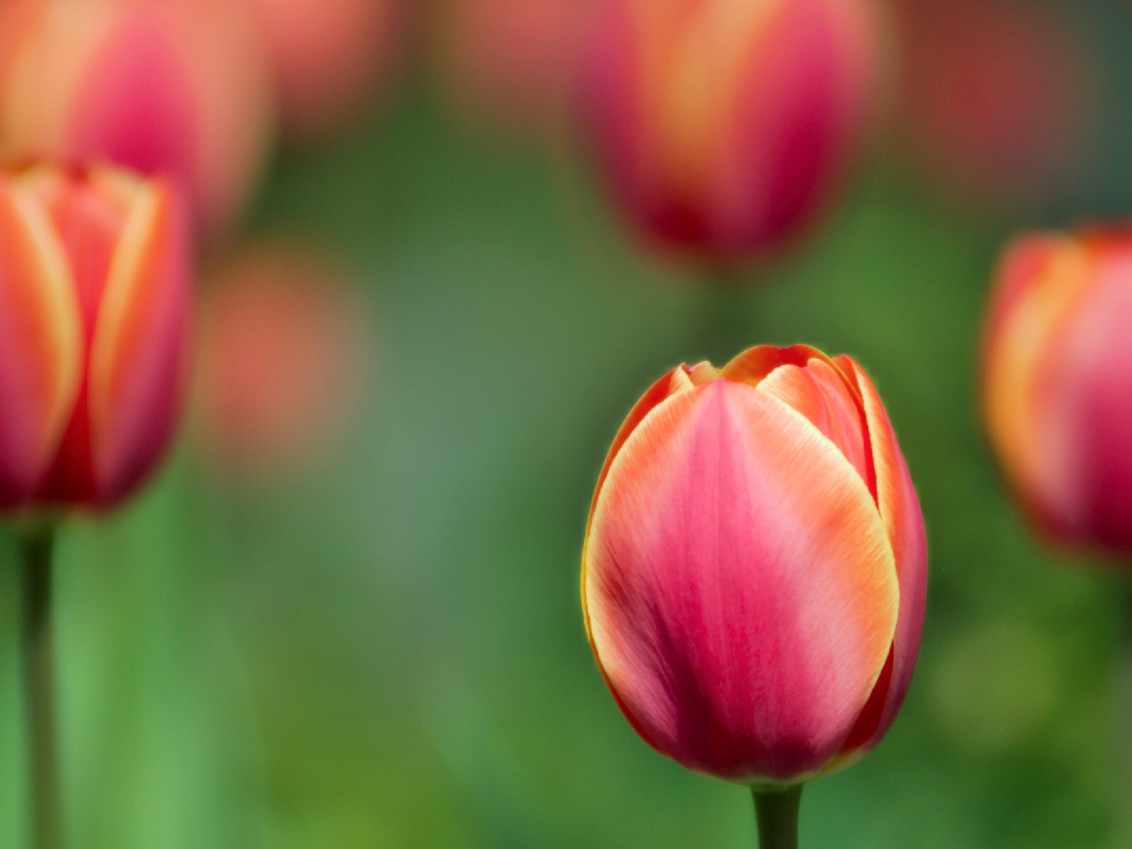 Red tulip wallpapers 10620 1600x1200