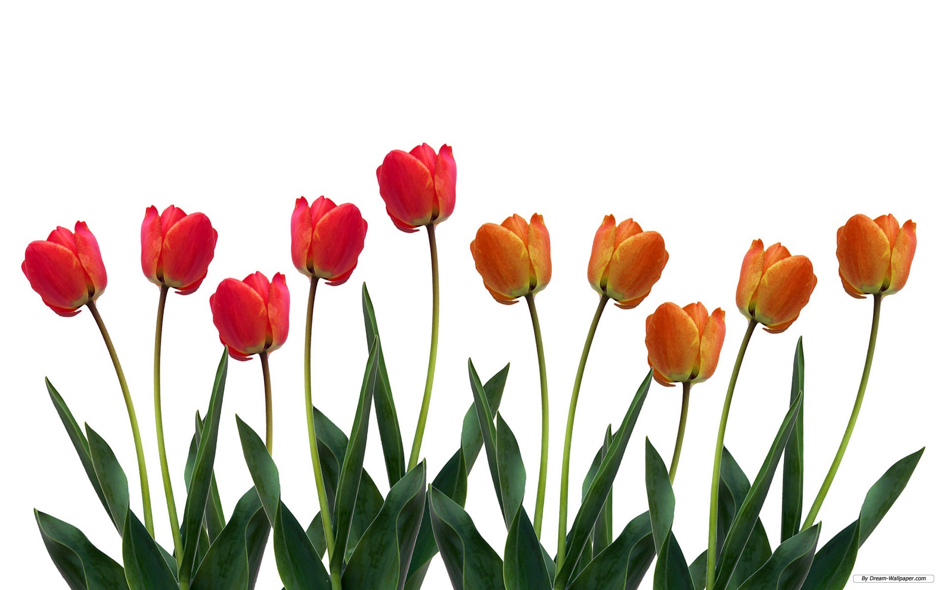 Tulip wallpapers — Free Full HD Wallpaper. Widescreen HQ Desktop ...