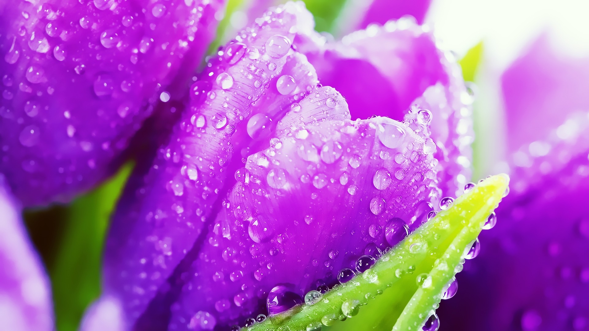 386 Tulip HD Wallpapers Backgrounds - Wallpaper Abyss