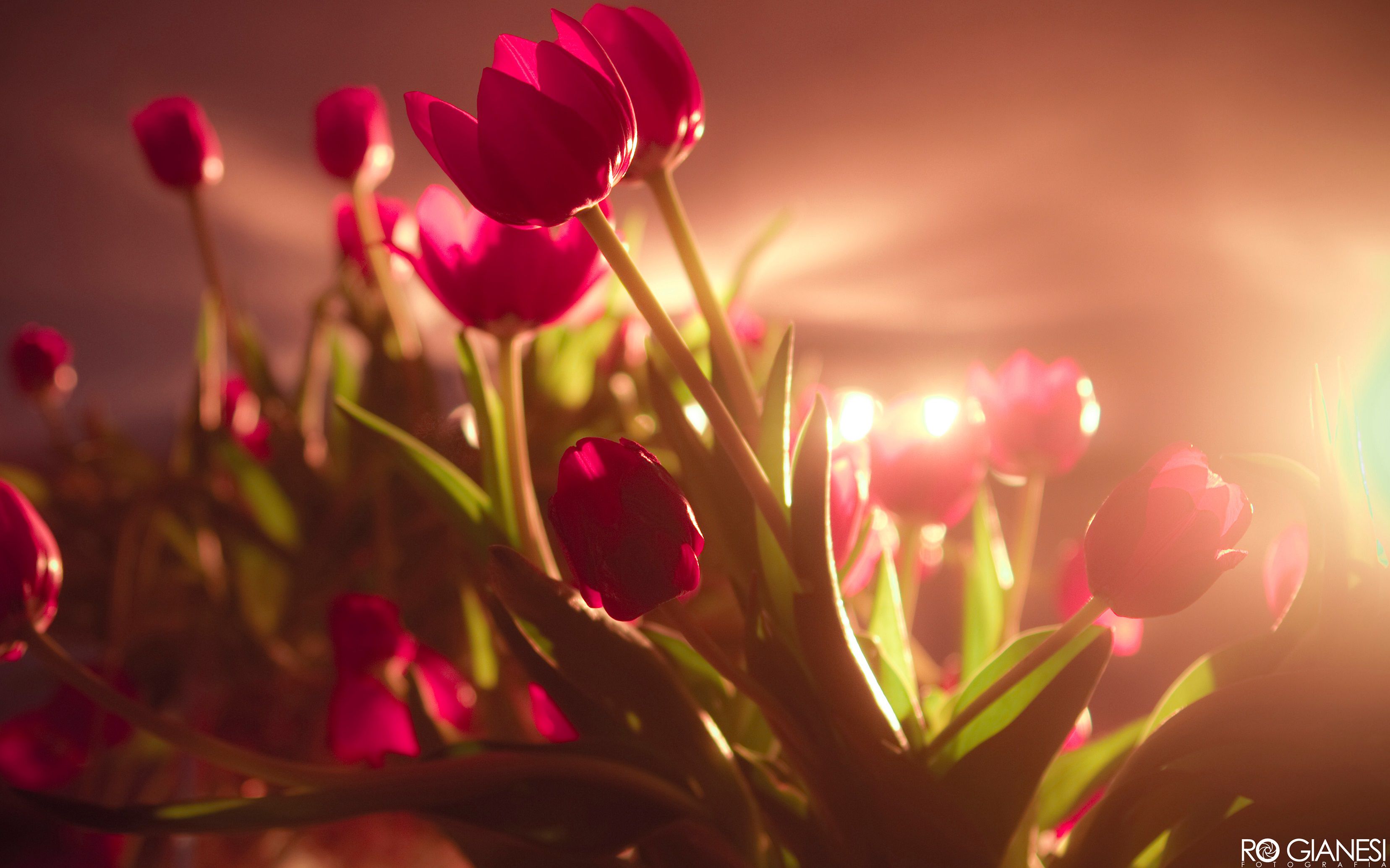 Tulip Backgrounds Hd | Onlybackground