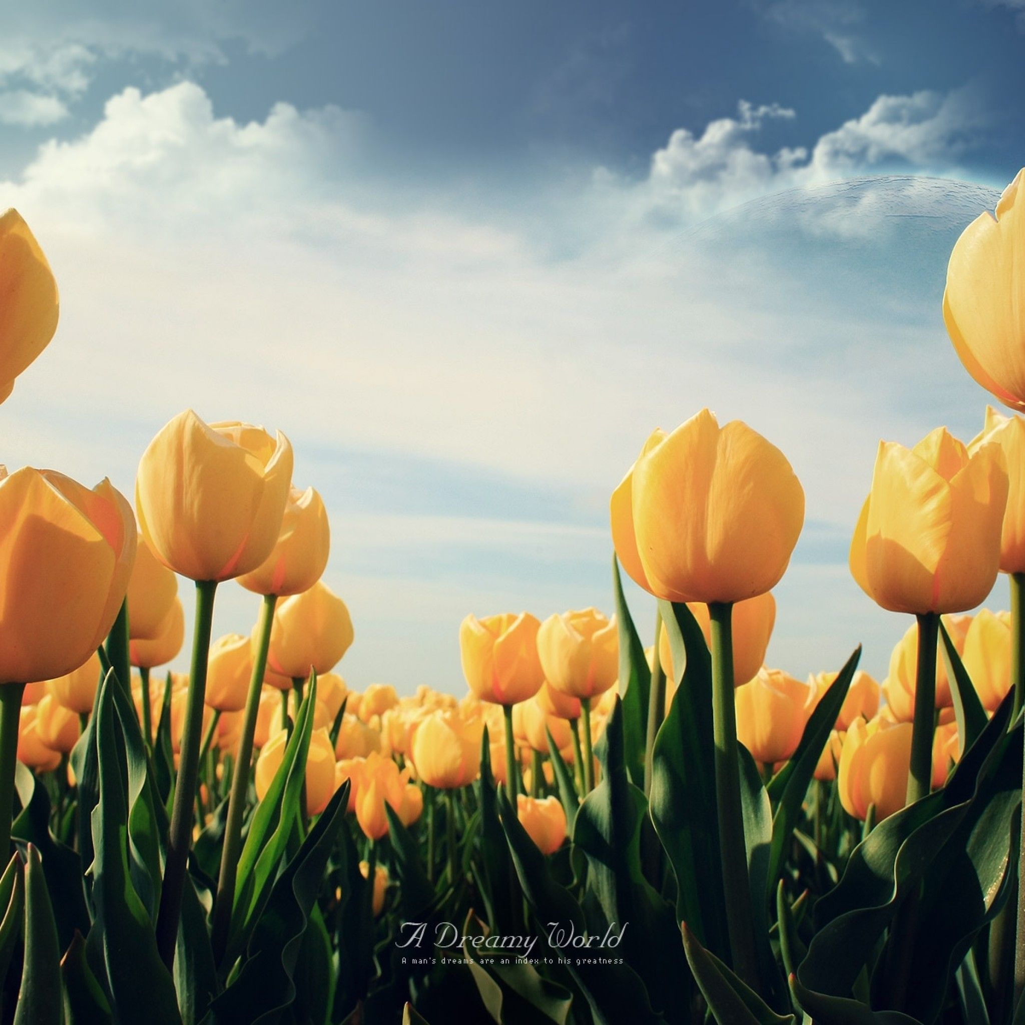 Tulips : Simple Cute Backgrounds. Thumb Photo Tattoos Pictures ...