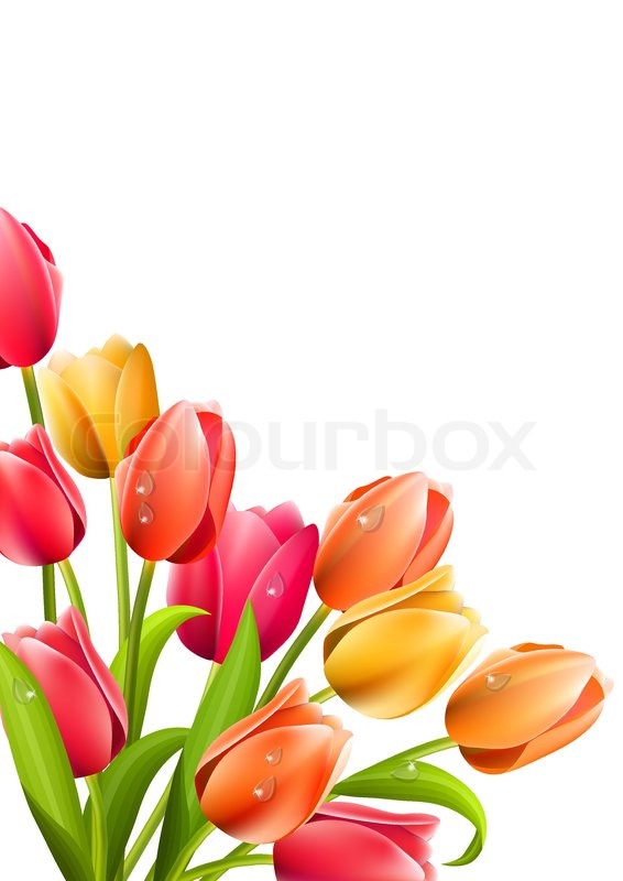 Tulip | Stock Photos | Colourbox.com