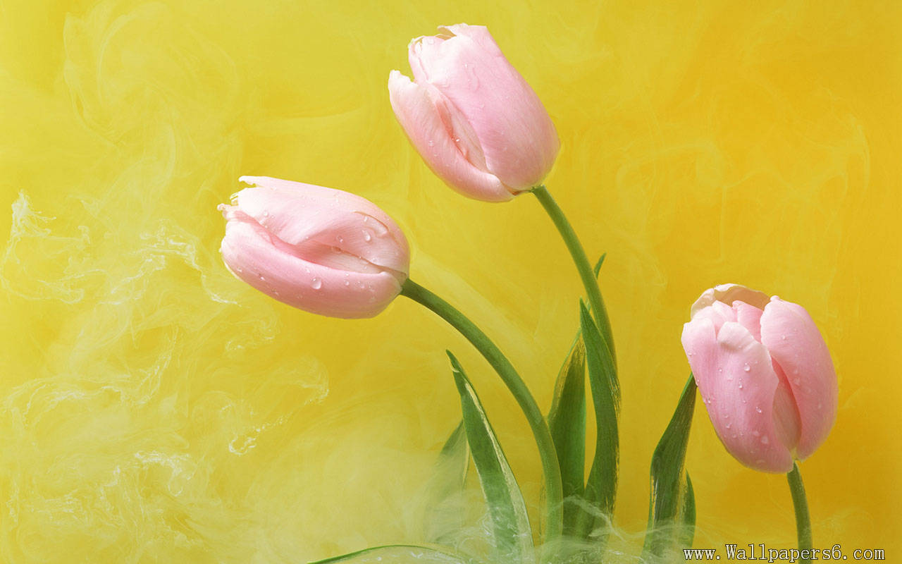 Tulip － Flower Wallpapers - Free download wallpapers,windows xp ...