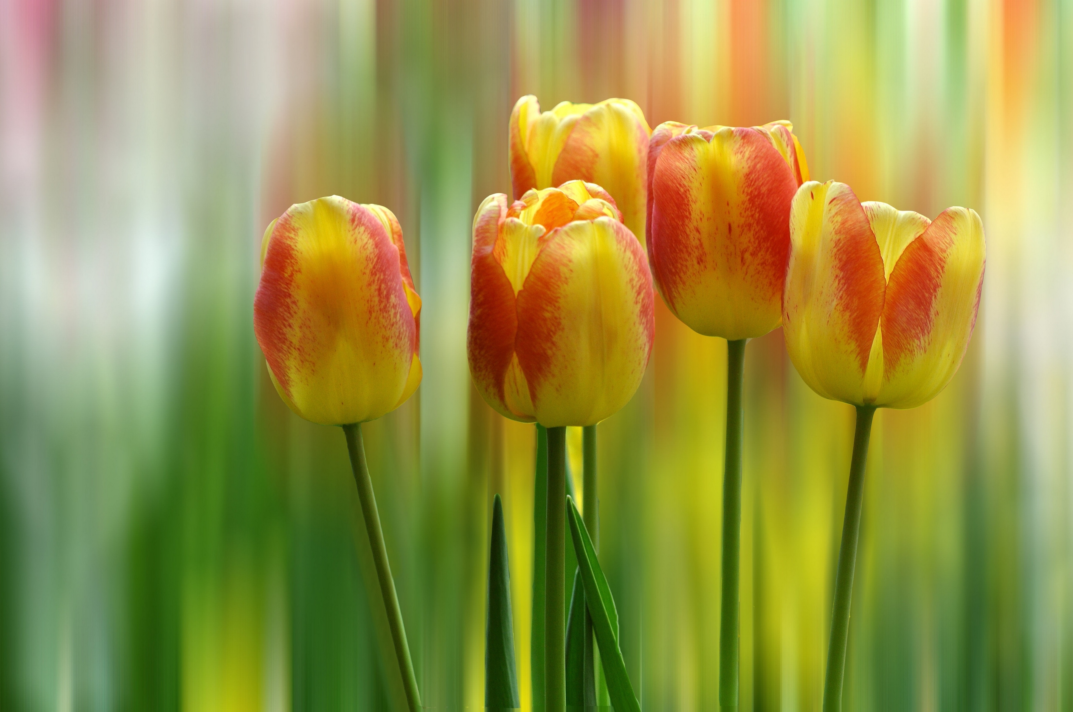 382 Tulip HD Wallpapers | Backgrounds - Wallpaper Abyss - Page 10