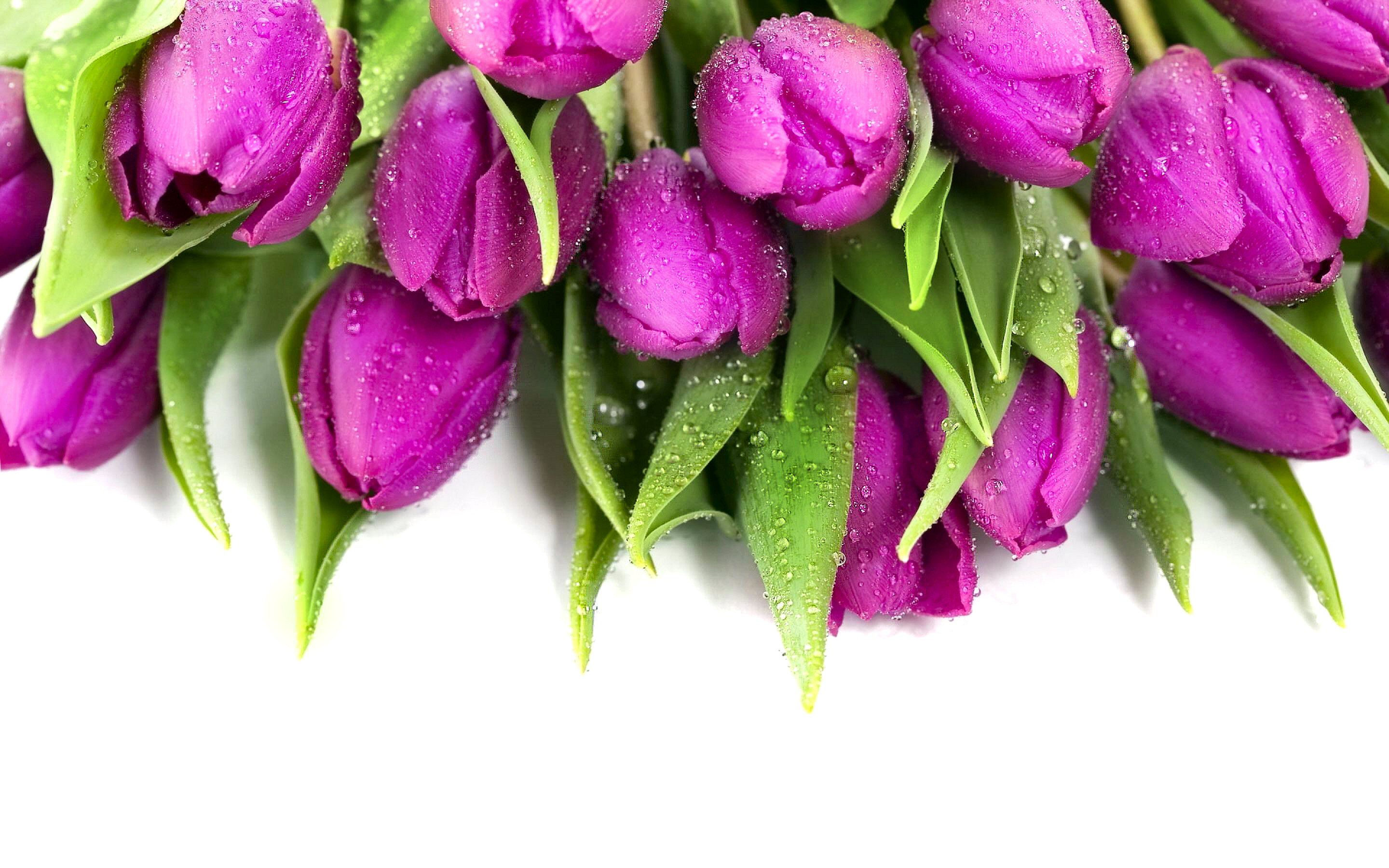 219 Tulip HD Wallpapers | Backgrounds - Wallpaper Abyss