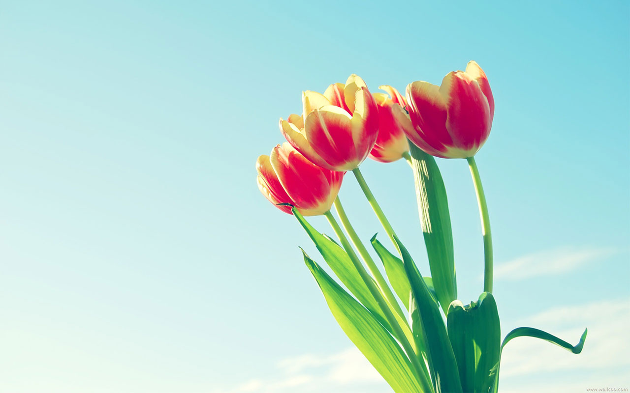 Blue sky red tulip － Flower Wallpapers - Free download wallpapers ...