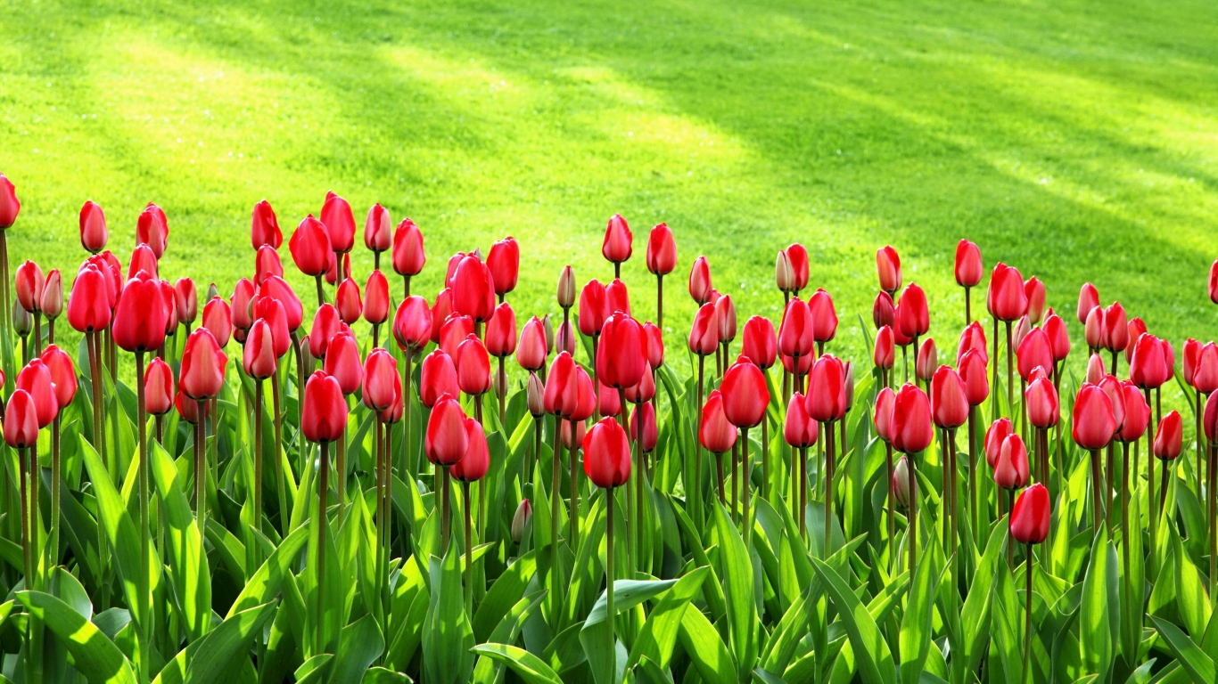 tulip wallpaper backgrounds @ Collect HD