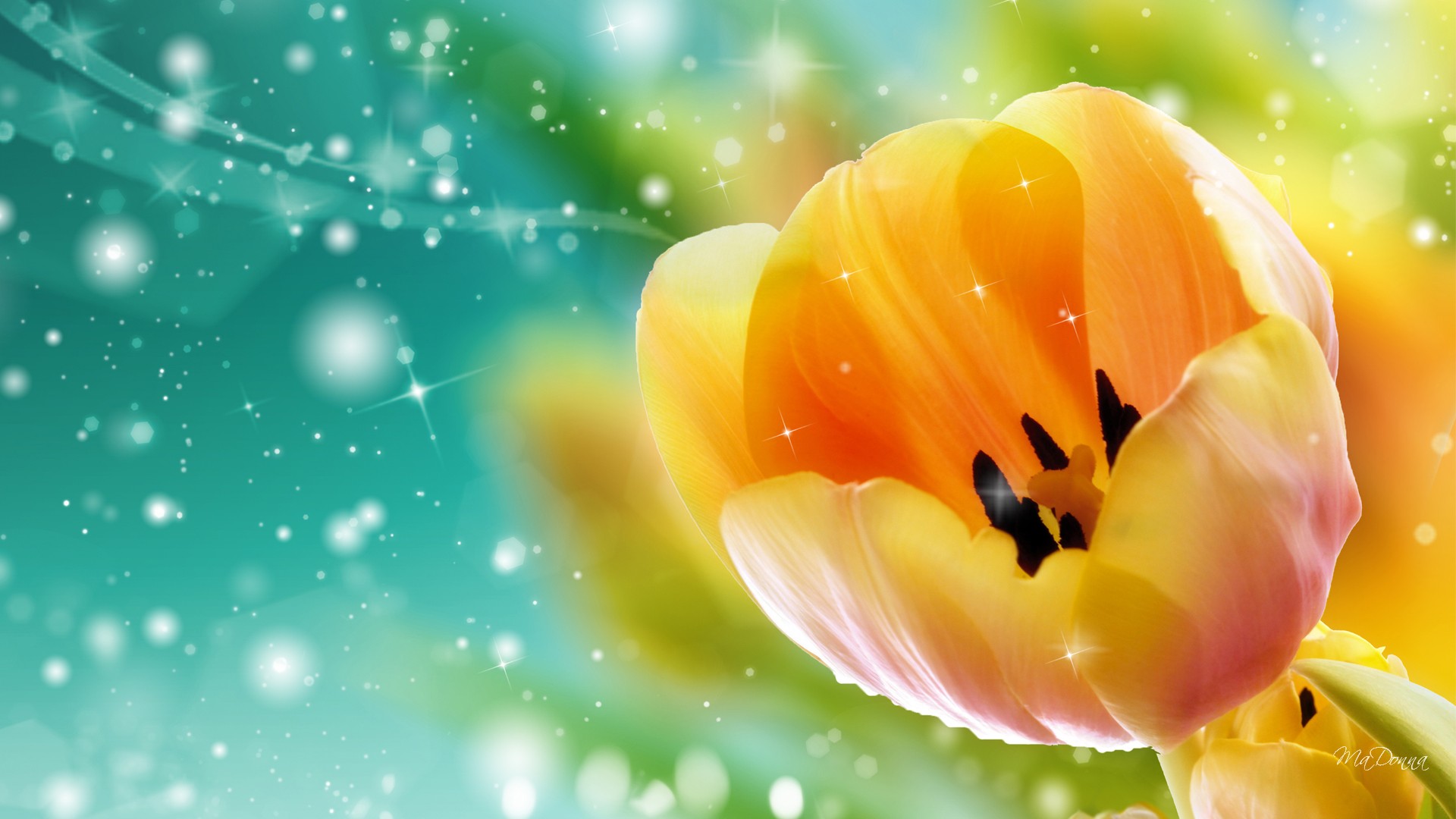 High Resolution Beautiful Nature Flower Tulip Screensavers 2 Full ...