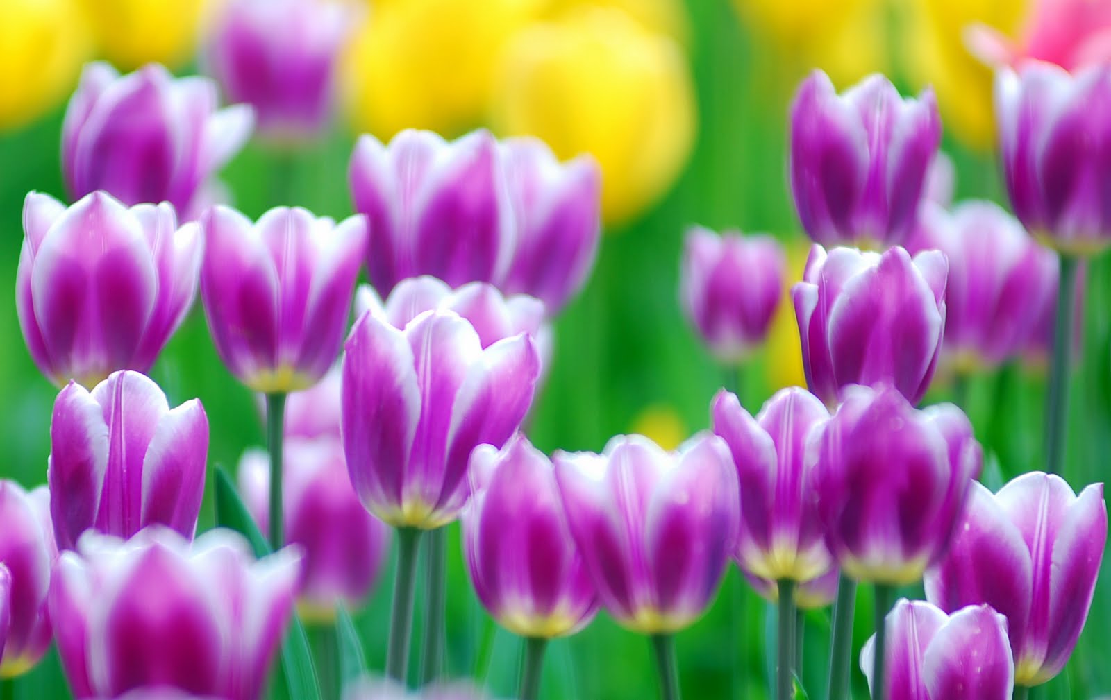 Tulip Flower HD Backgrounds