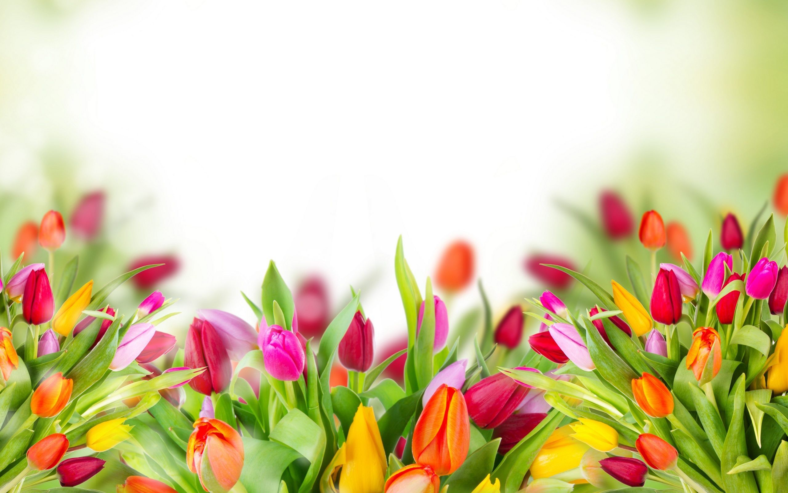 Tulip Flower Wallpaper HD Download Of Red Flowers