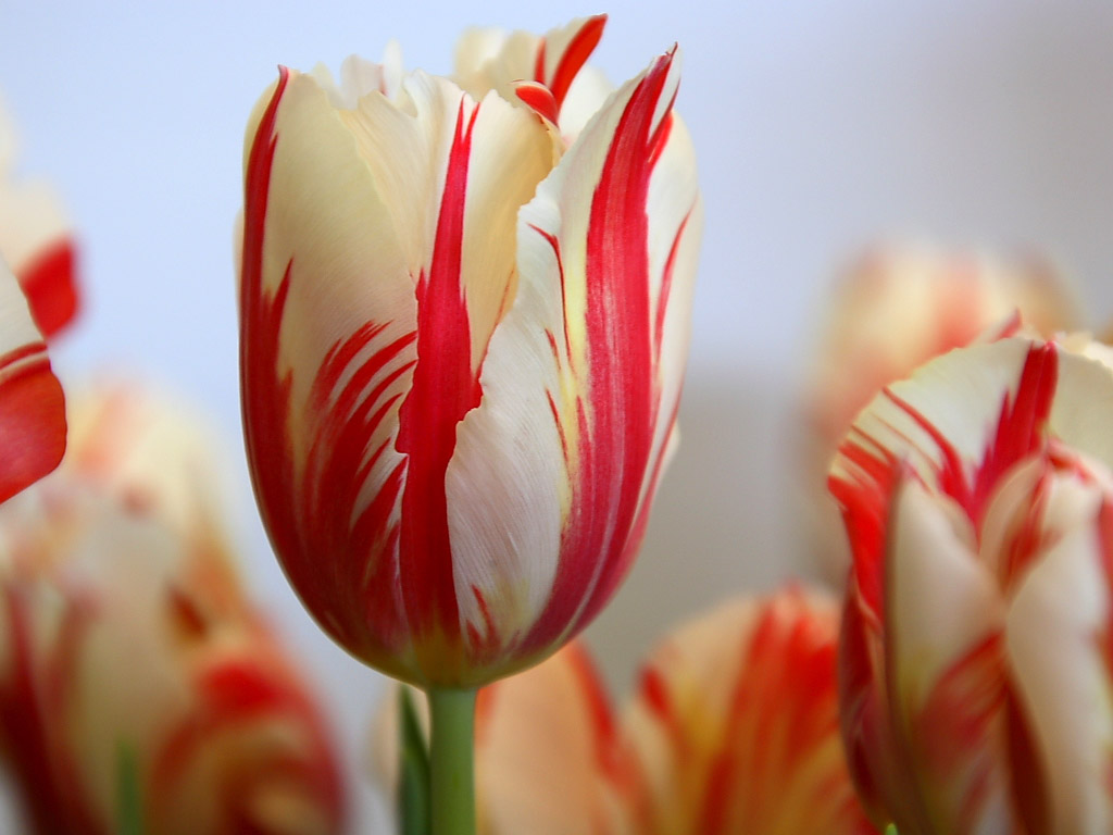 Tulip Flowers HD Wallpapers free download