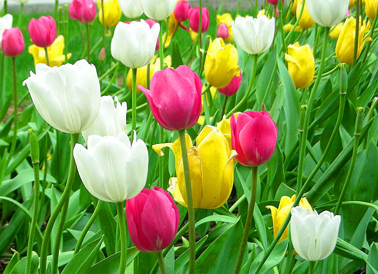 Tulip Flowers Wallpaper (15 Photos) | funmag.org