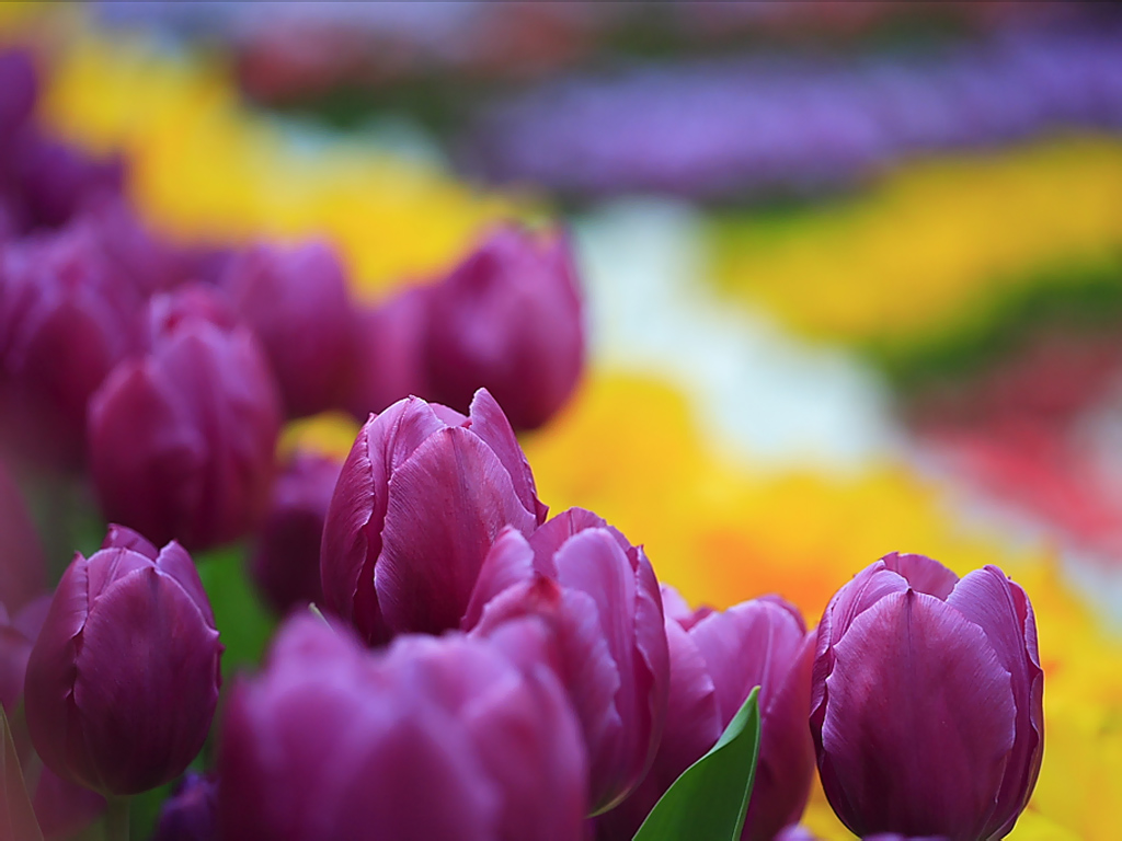Spring Tulip Garden : Tulip Flower Show 1024x768 Wallpaper 16 ...