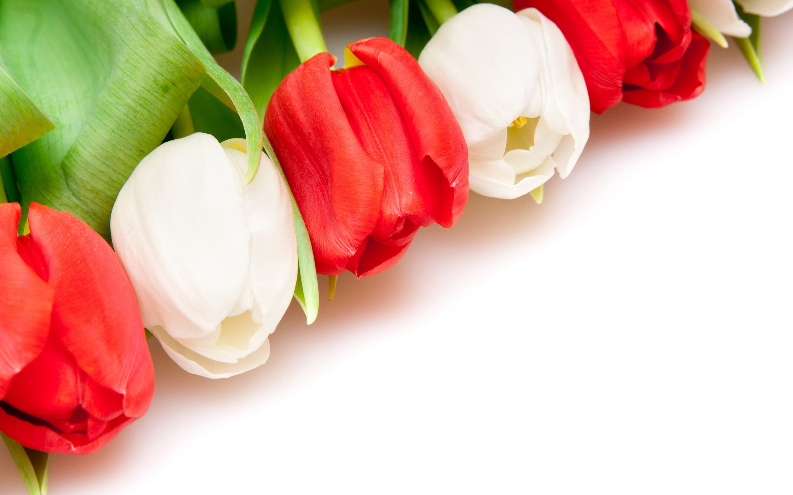 white tulip flowers images and wallpapers Download